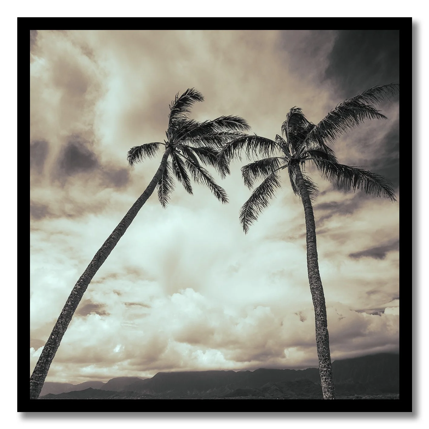 black and white palm tree photograph under cloudy hawaiian sky