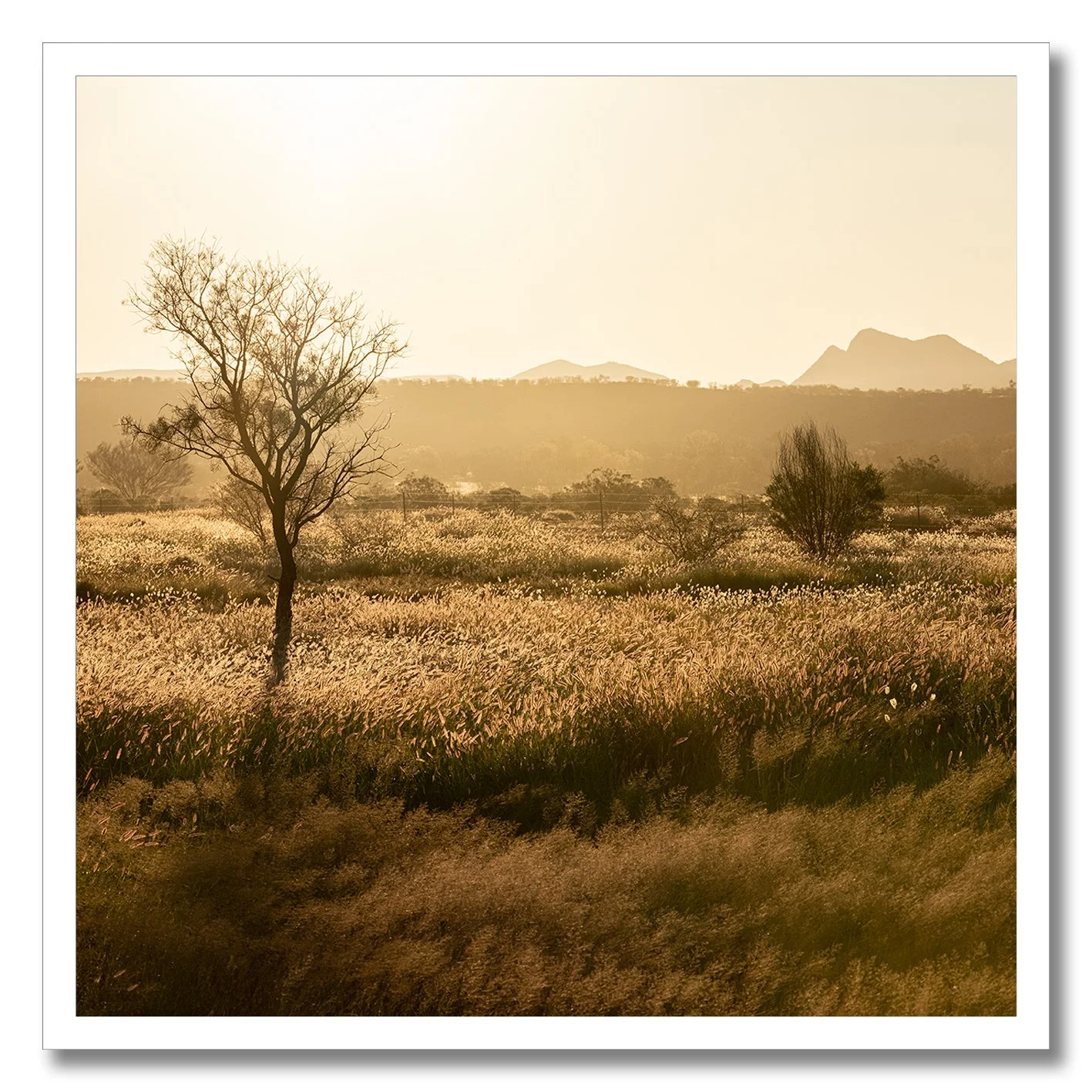 Golden photograph of Australian outback grass plains with two trees and distant hills