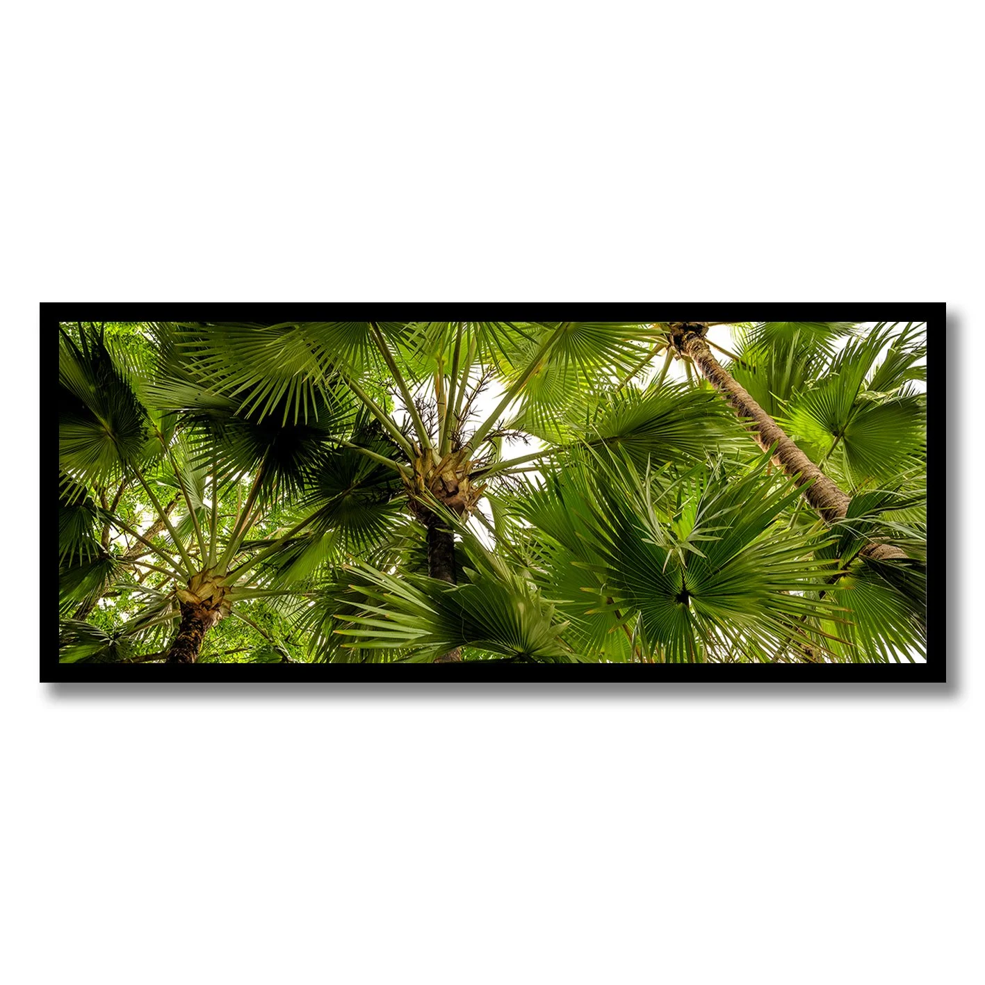 fine art photograph of daintree rainforest canopy in queensland with tropical palm leaves