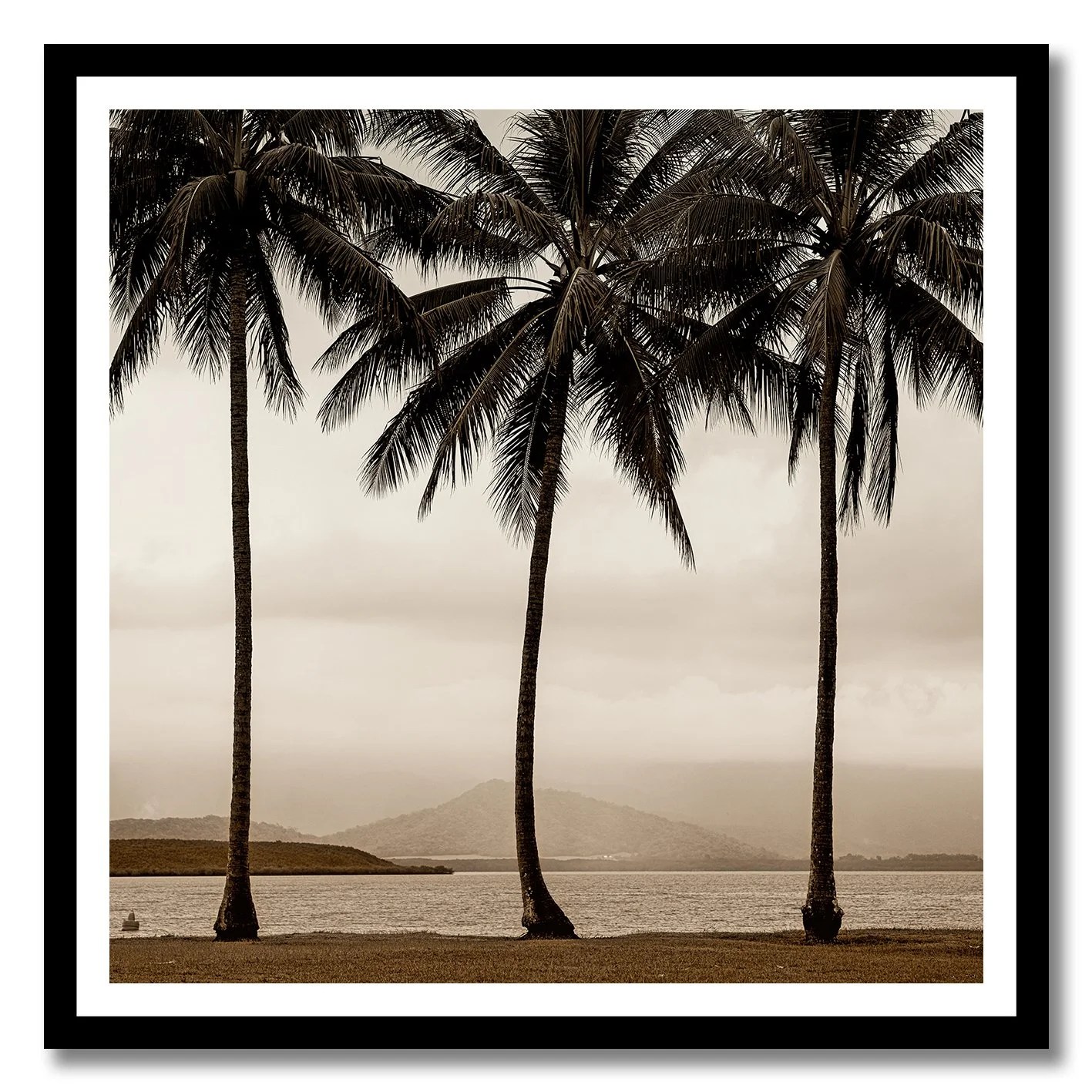 Black and white photograph of palm trees beside misty Queensland water