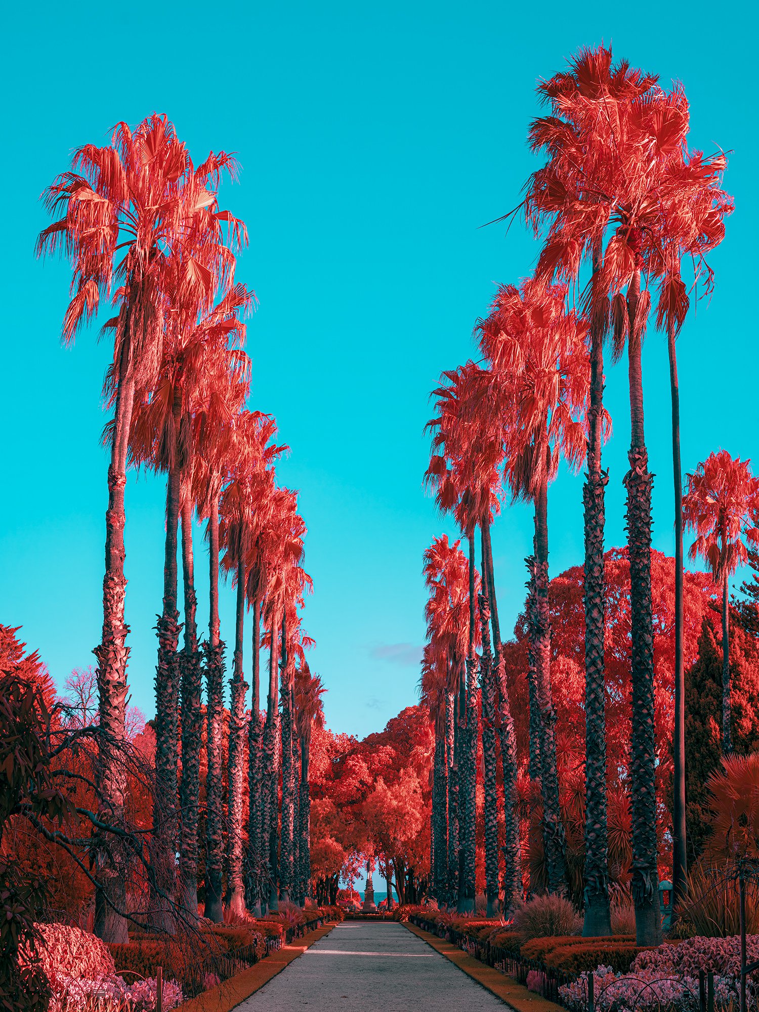 Infrared fine art photography palm avenue Williamstown by nikart