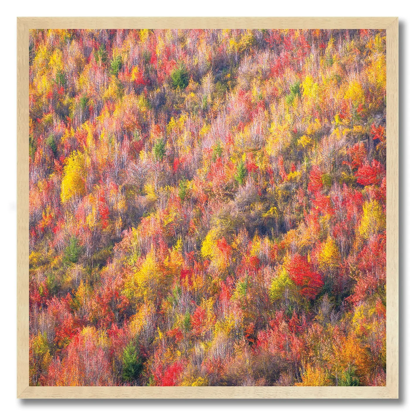 photograph of autumn trees in queenstown new zealand with vibrant colours