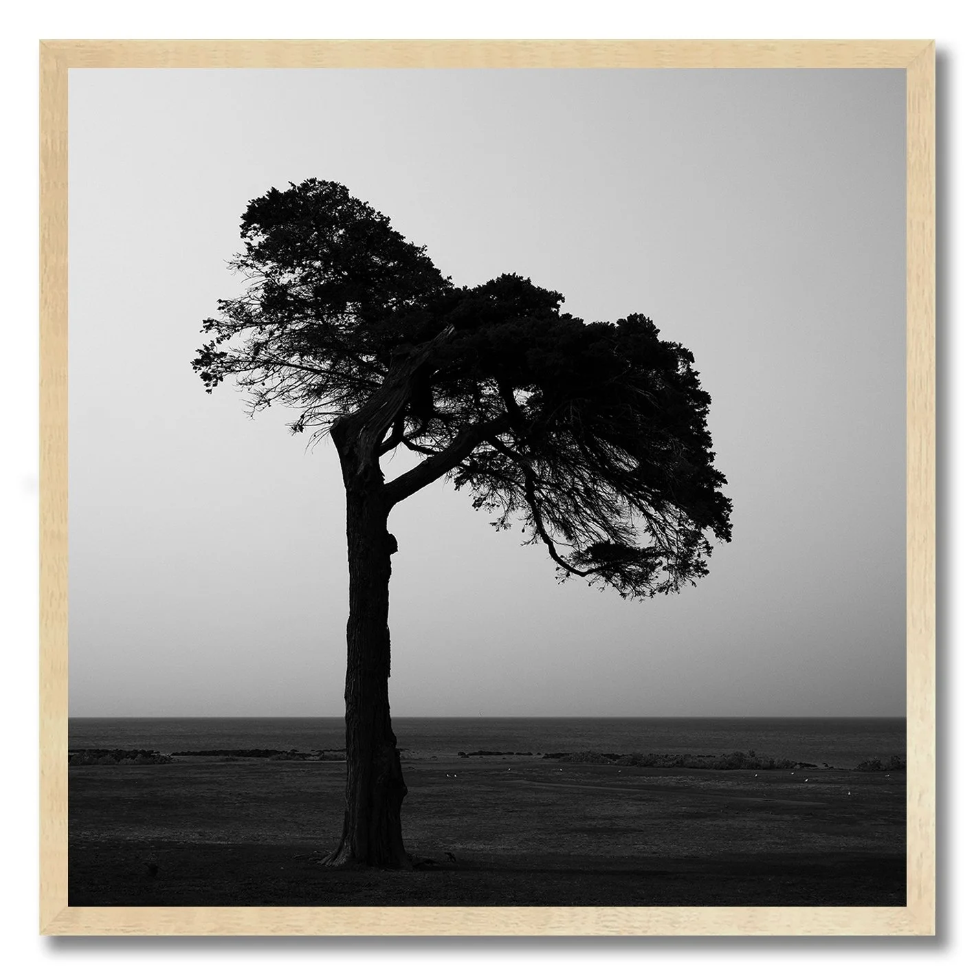 black and white photograph of lone coastal tree in williamstown haze