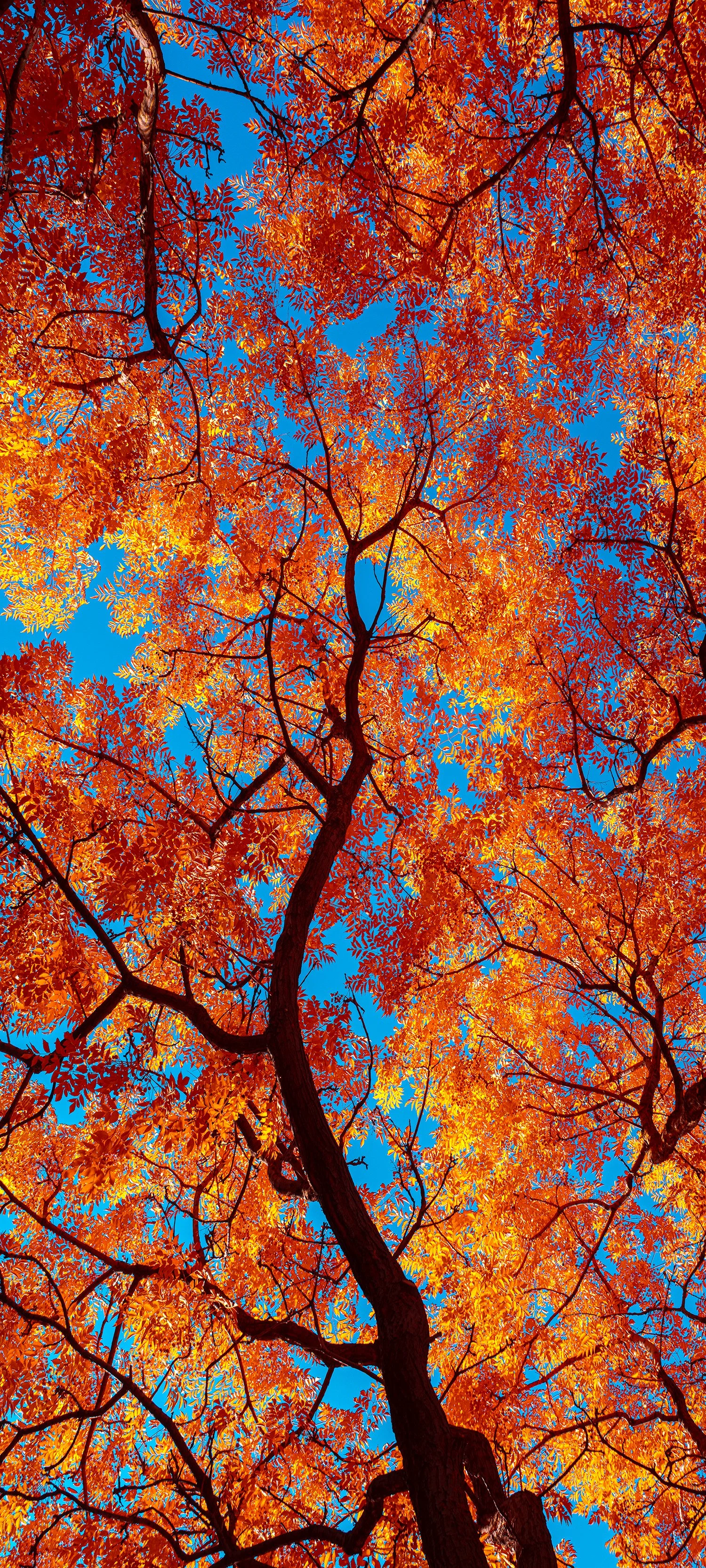Vibrant orange autumn leaves against blue sky, tree canopy landscape photograph