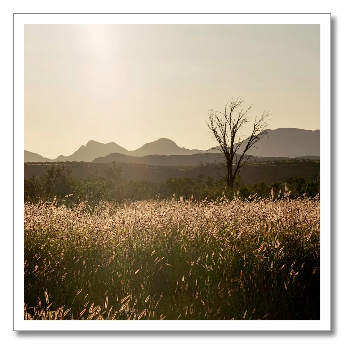 Golden hour photograph of Australian outback grass plains and lone tree with mountains in background