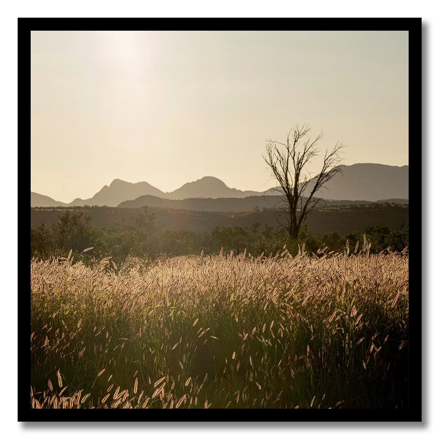 Golden hour photograph of Australian outback grass plains and lone tree with mountains in background
