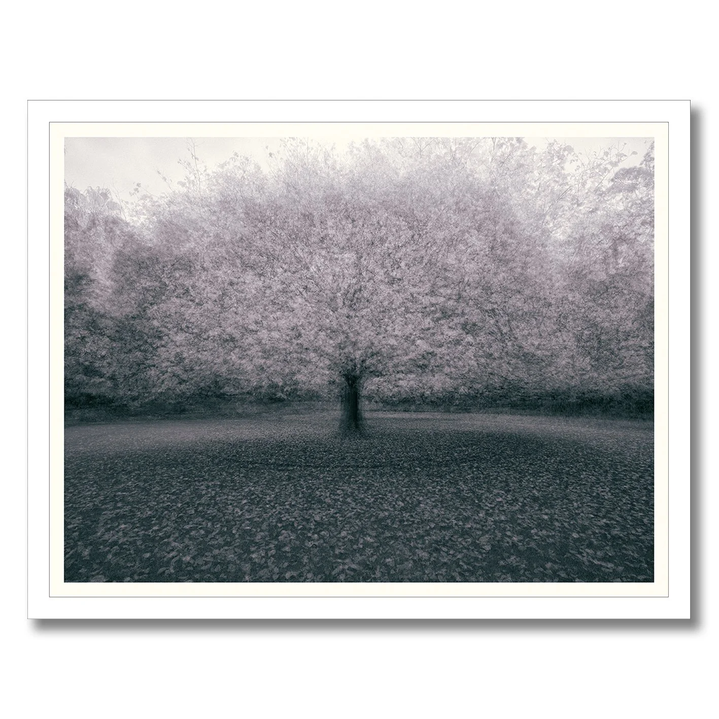 Monochromatic multiple exposure tree photograph with soft atmospheric motion