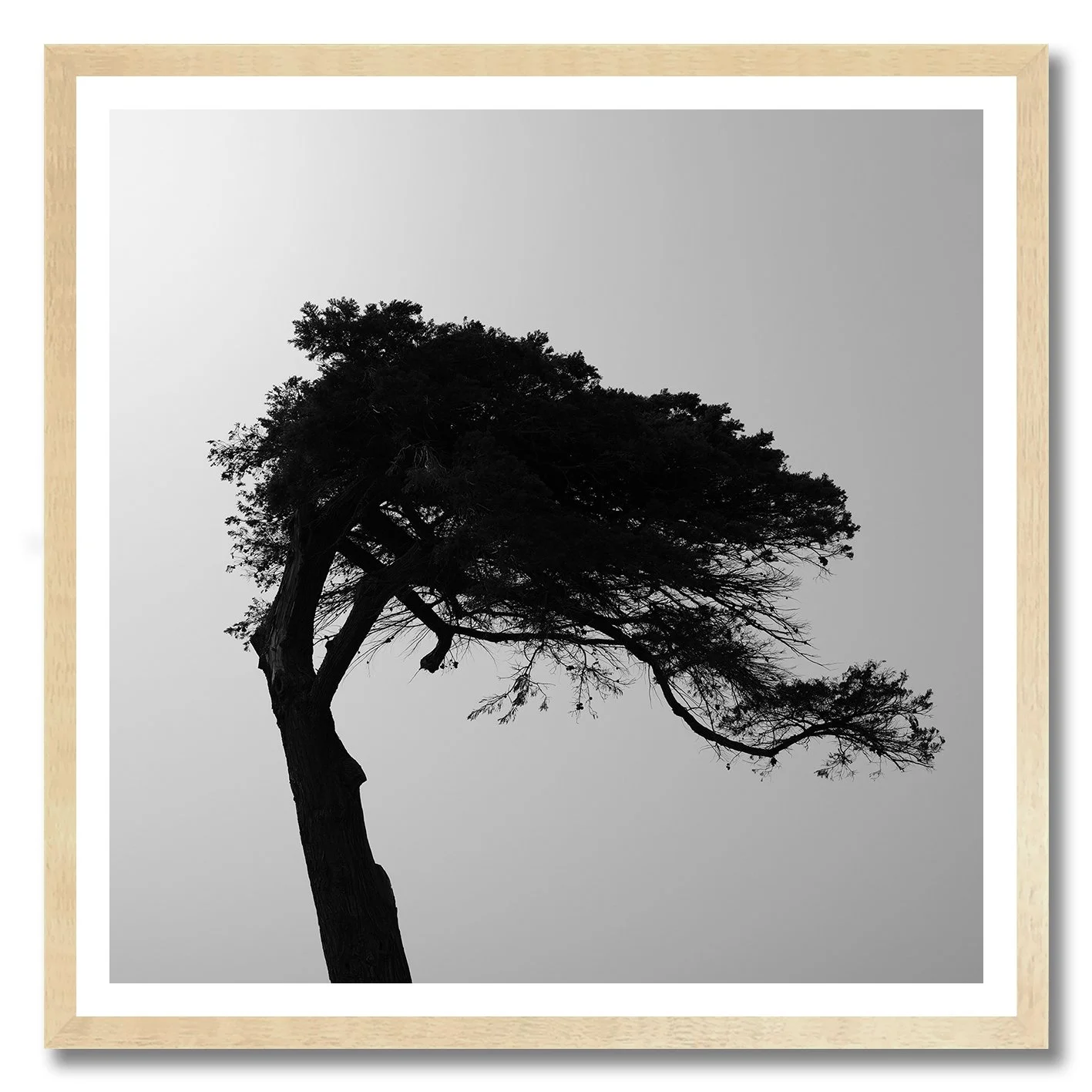 black and white photograph of windswept tree in williamstown haze