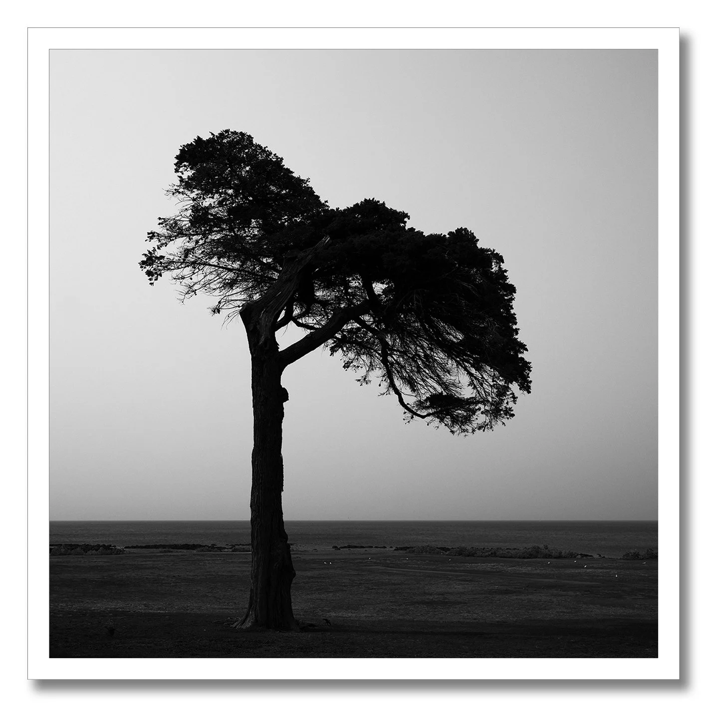 black and white photograph of lone coastal tree in williamstown haze