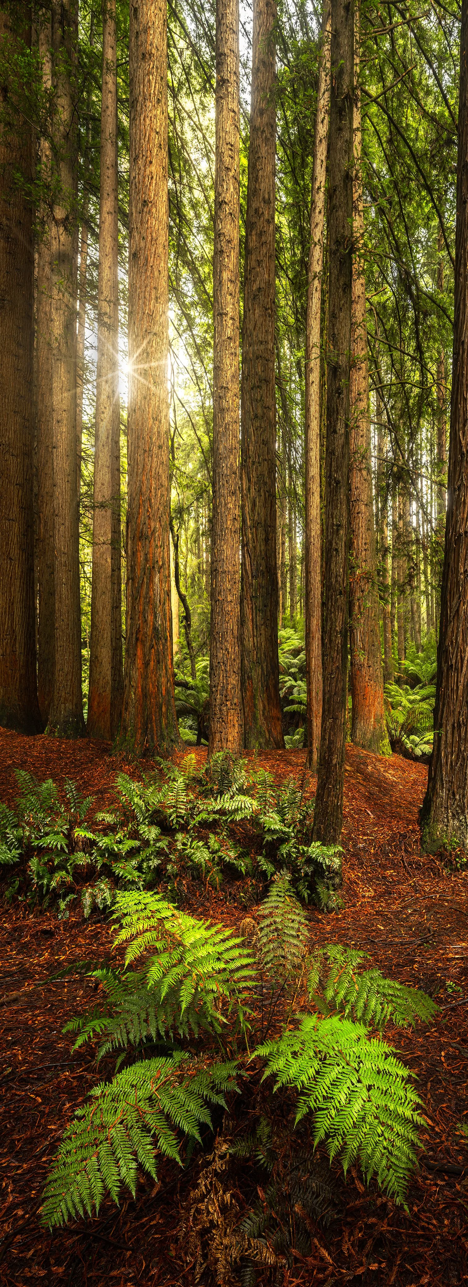 Sunlight through tall redwood forest with ferns, fine art landscape photograph