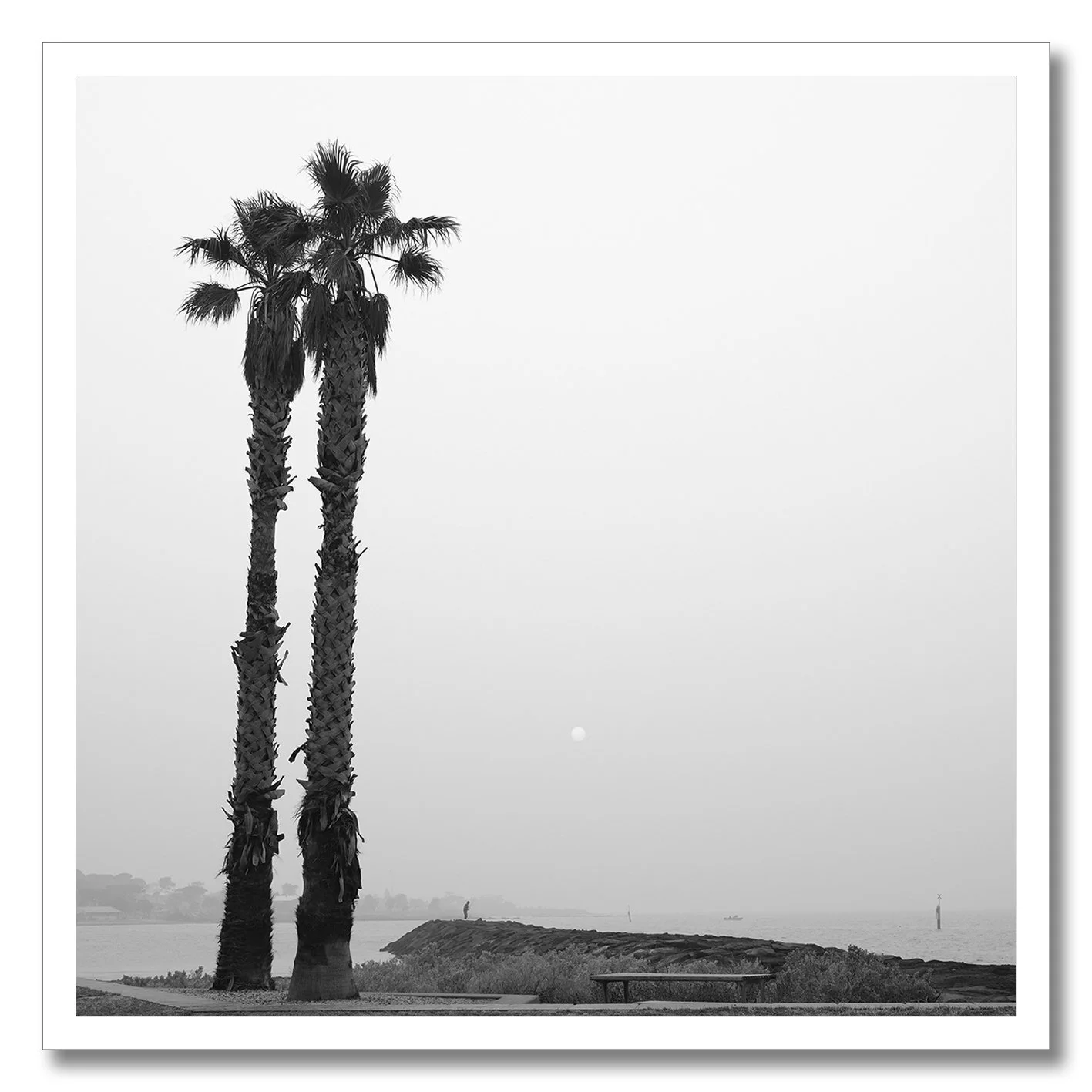 black and white photograph of two palm trees on hazy williamstown coastline