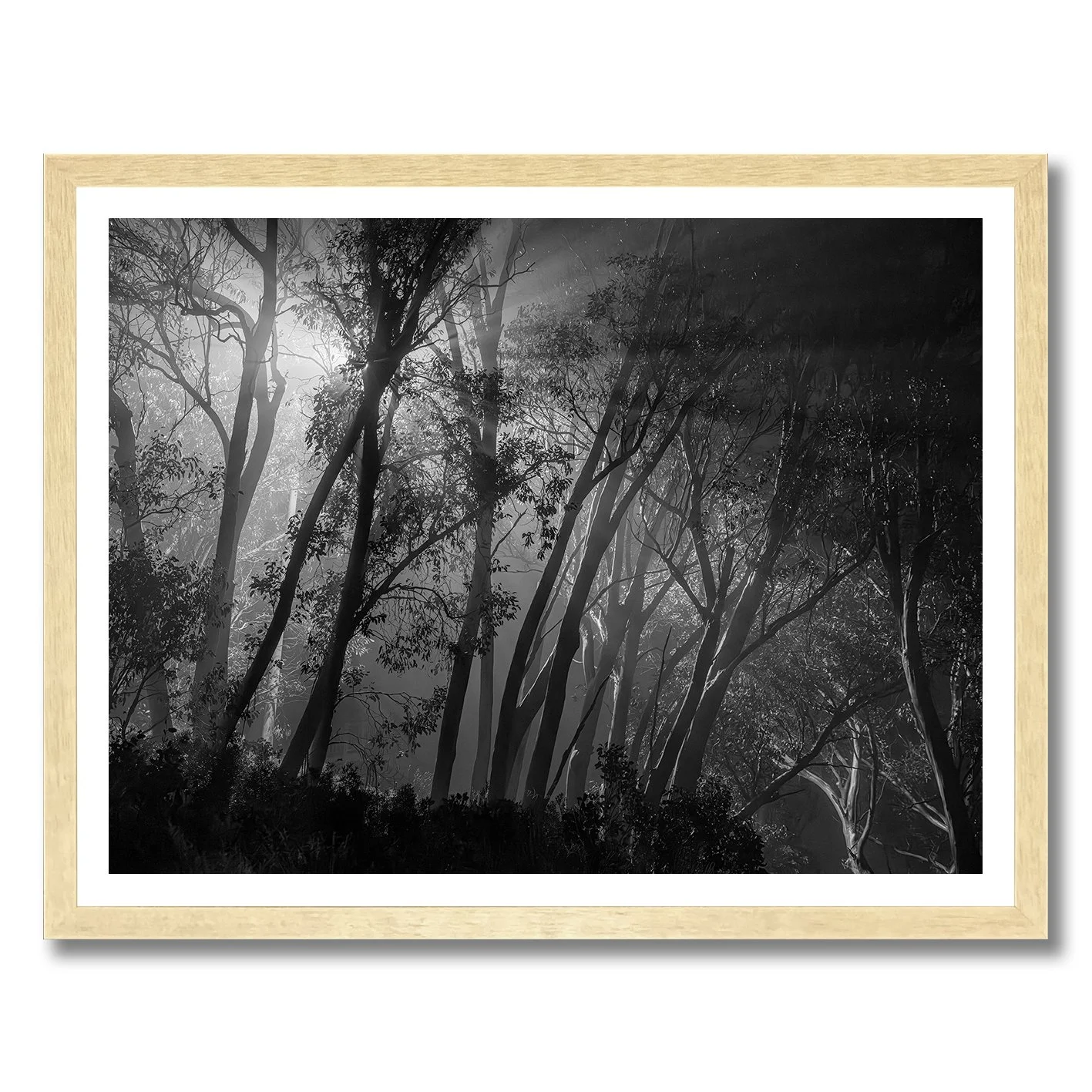 Black and white forest photograph with glowing light beams through trees