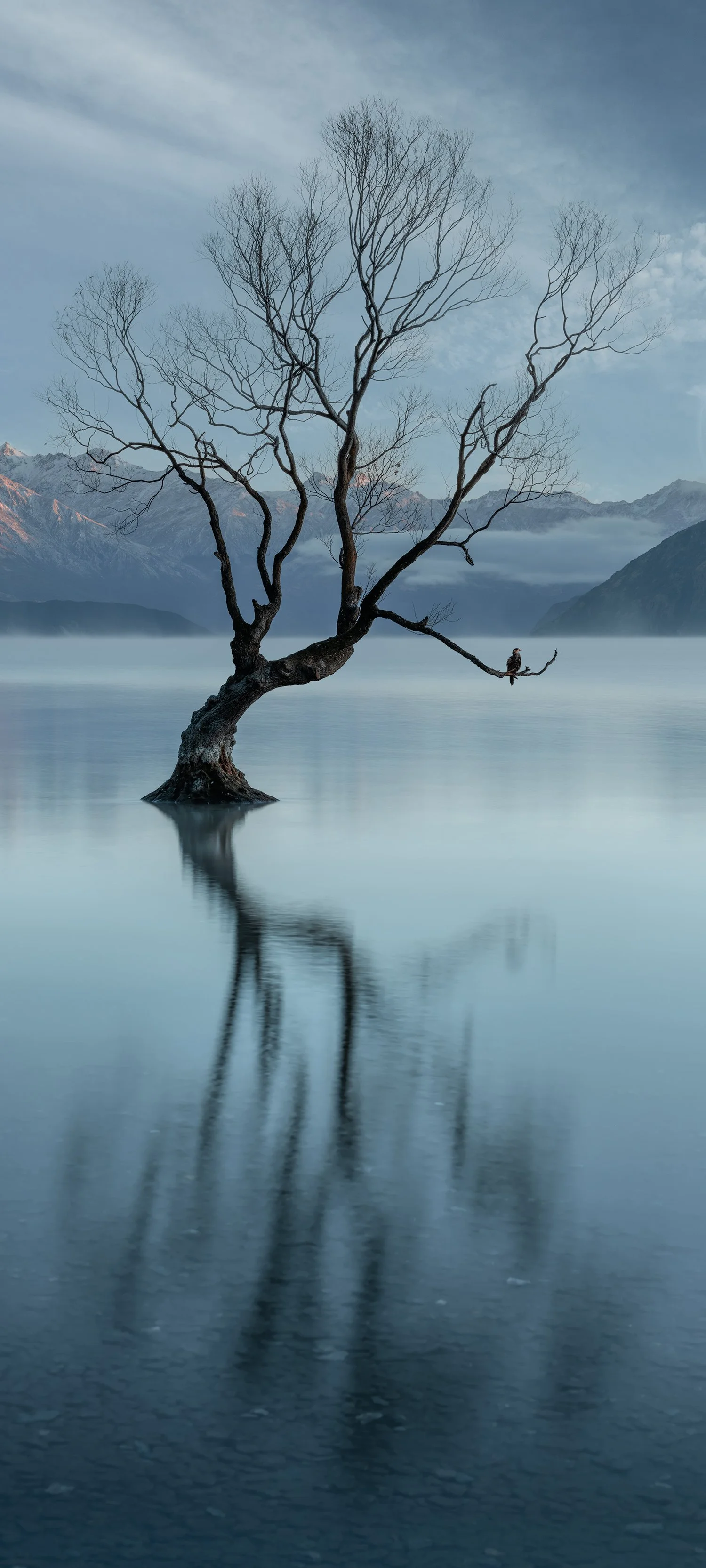 Lone tree in Lake Wanaka with reflection and mountains, landscape photograph
