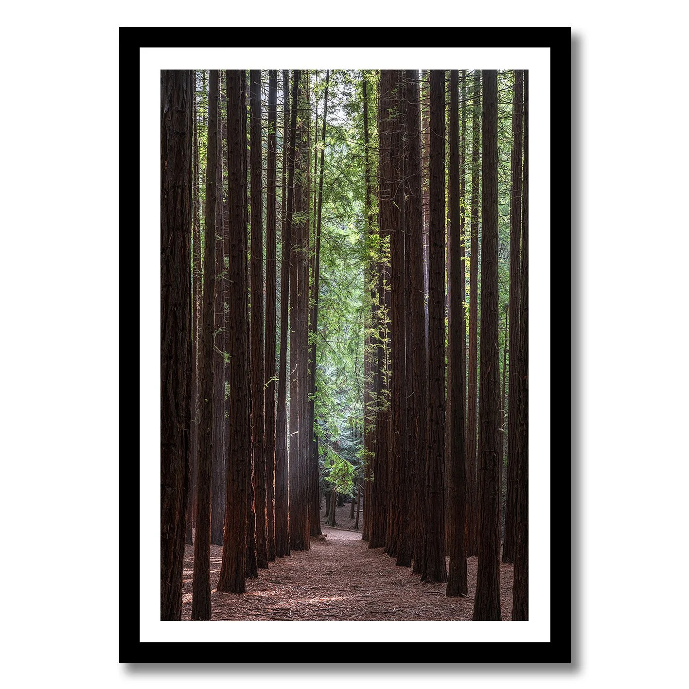 Redwood forest photograph with tall straight trees and central pathway