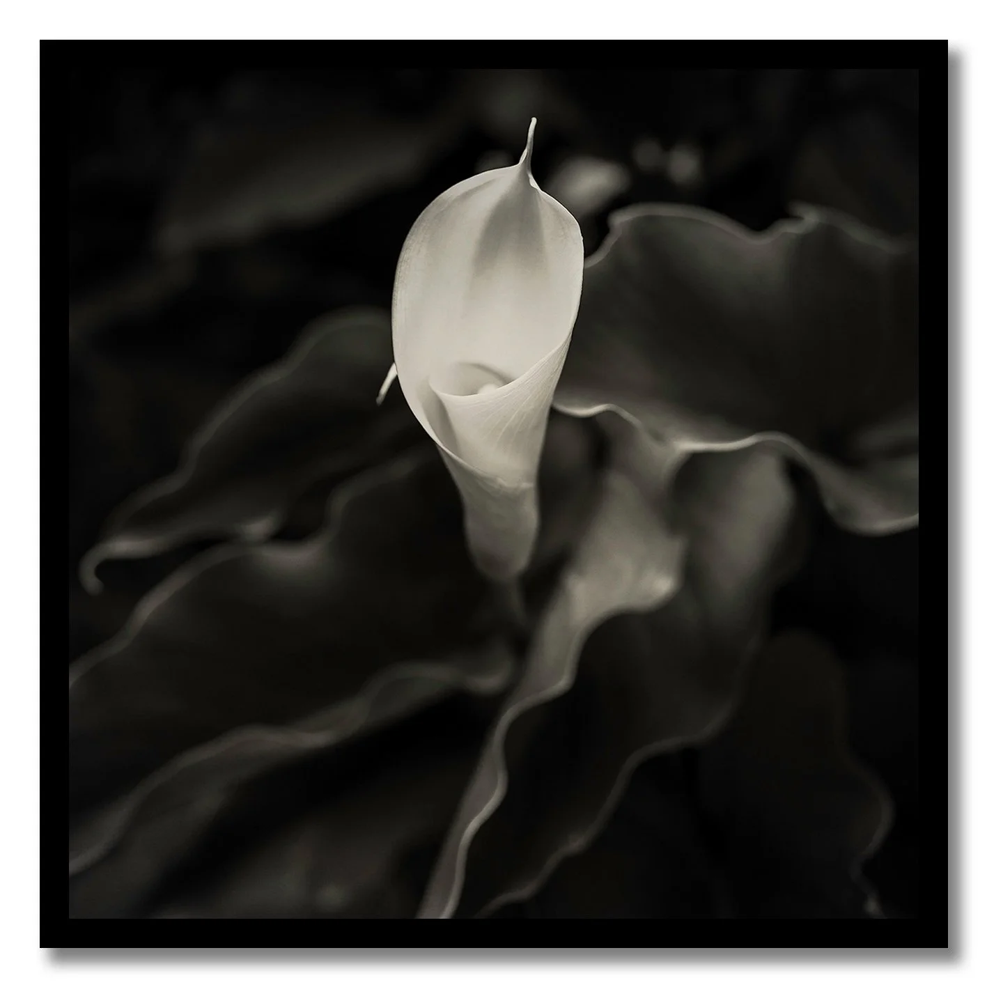 black and white photograph of a single calla lily flower close up