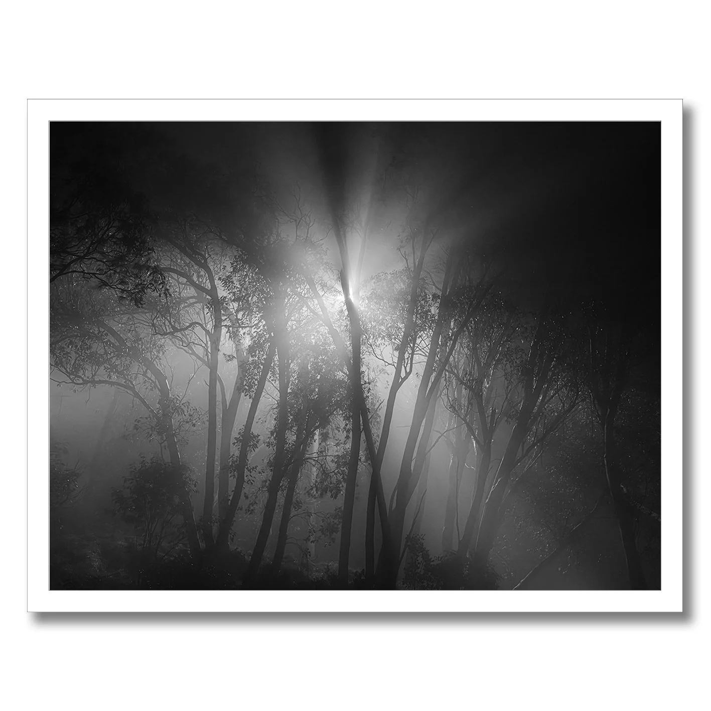 Black and white forest photograph with light beams and mist at night