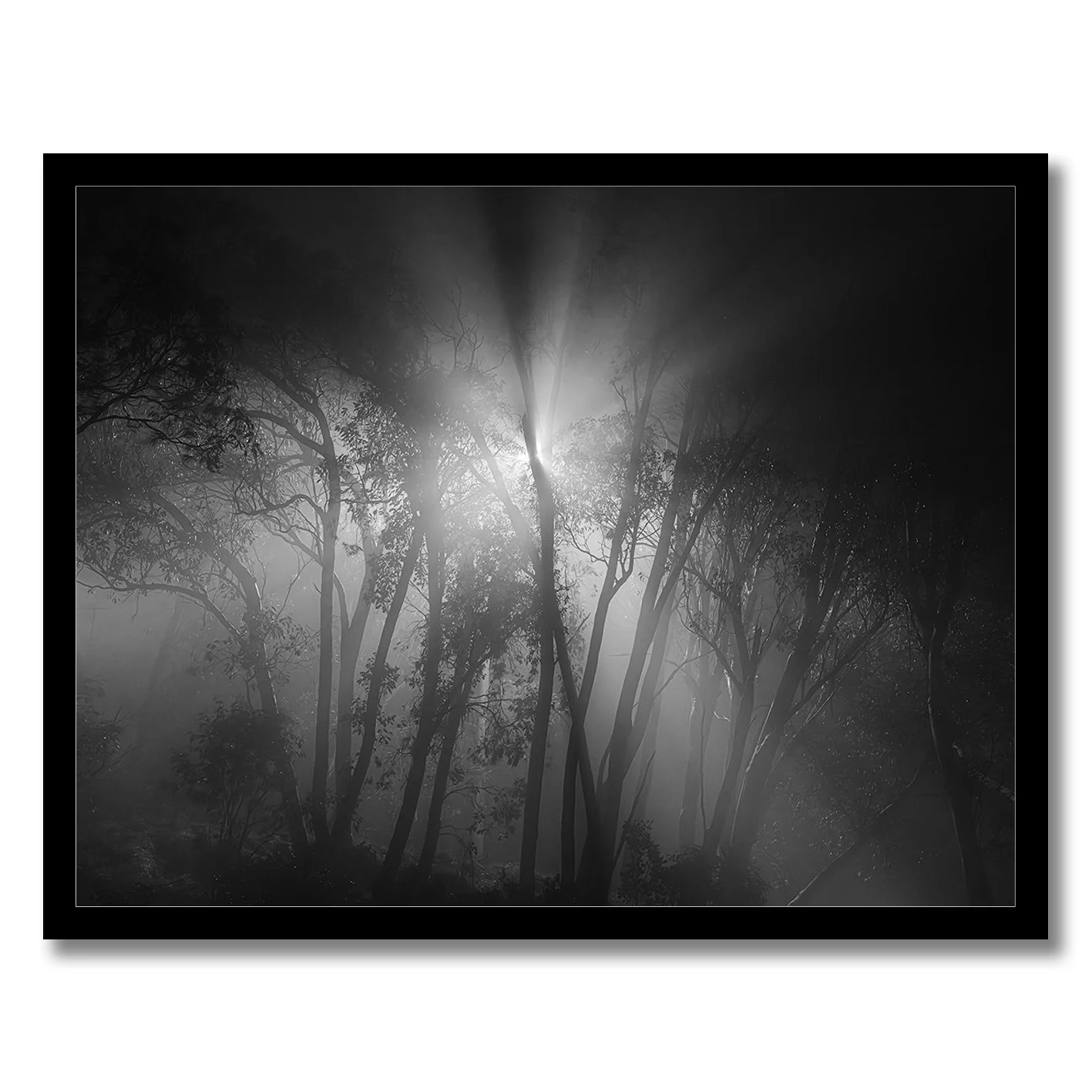 Black and white forest photograph with light beams and mist at night