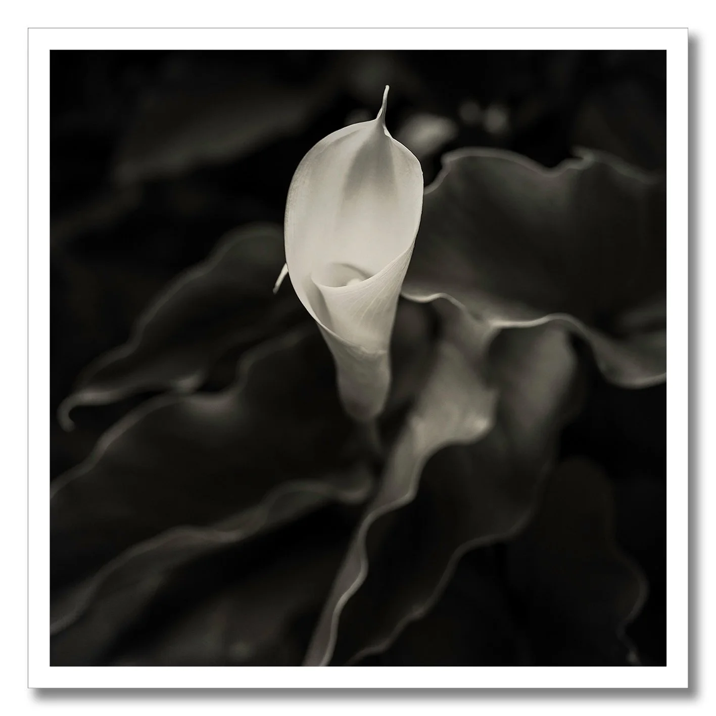 black and white photograph of a single calla lily flower close up