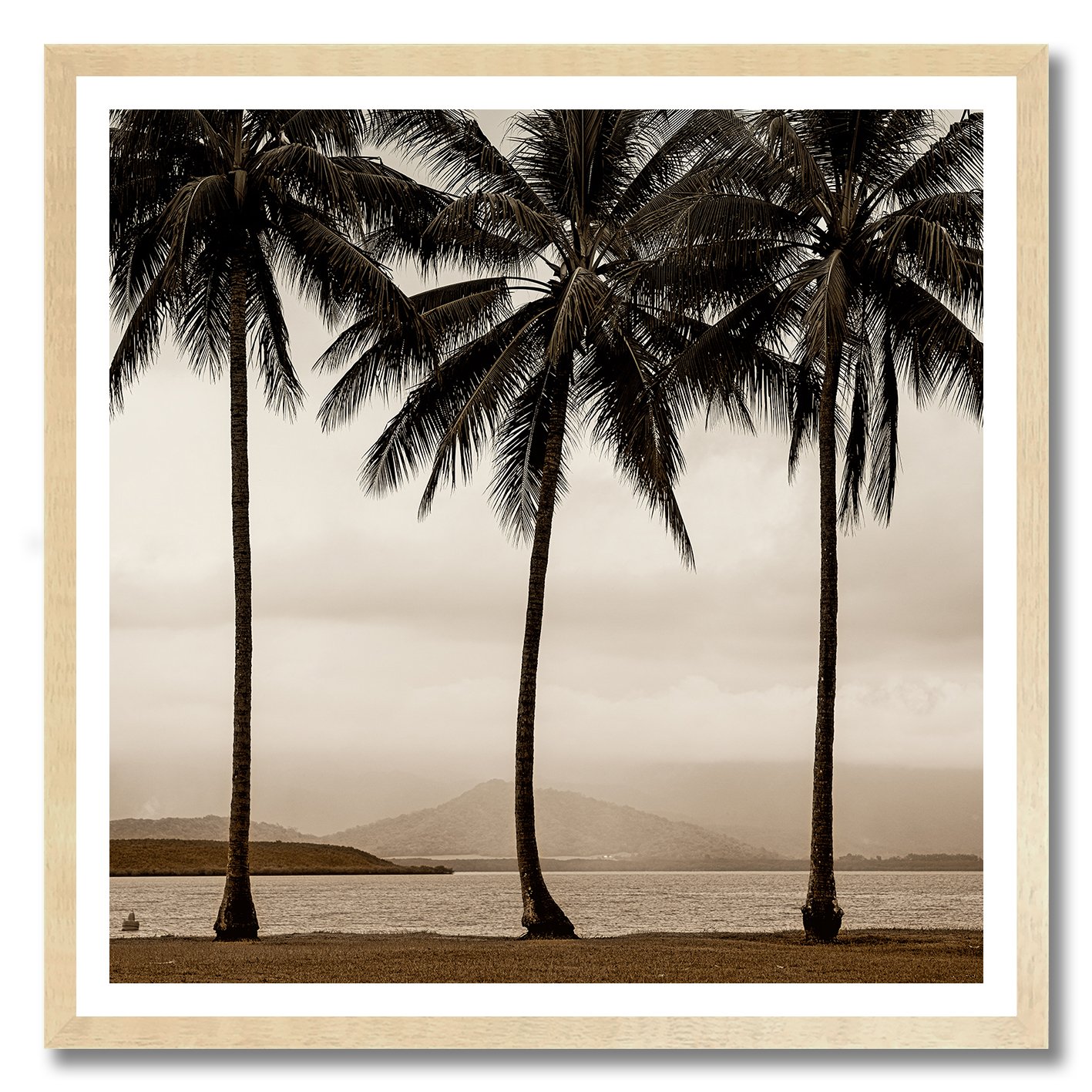 Black and white photograph of palm trees beside misty Queensland water