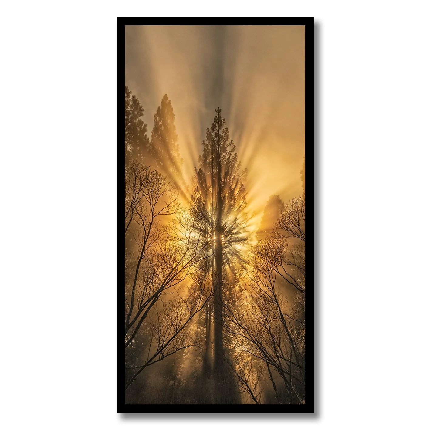 Sun rays bursting through tall pine tree in misty forest photograph