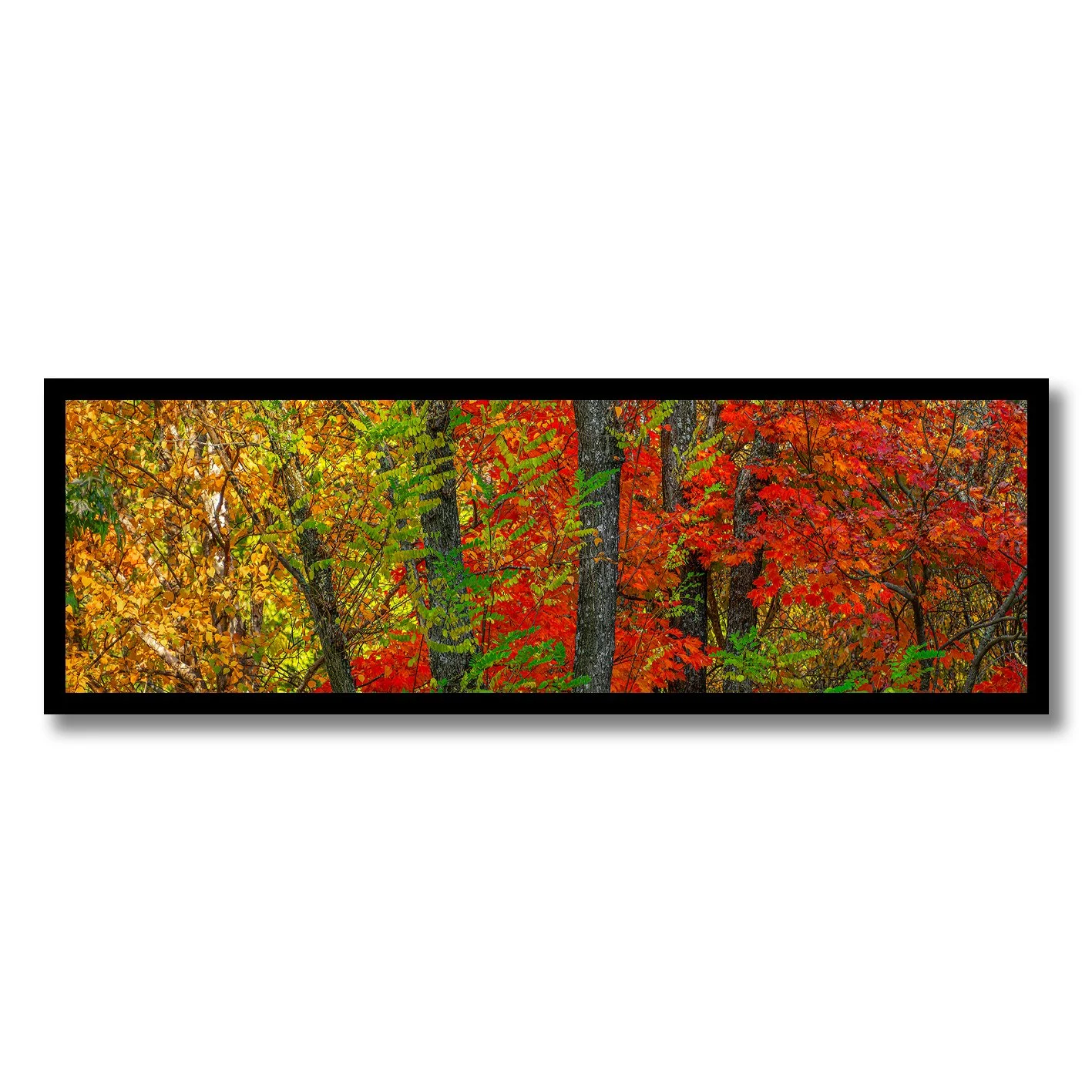 photograph of autumn forest showing vivid red gold and green leaves