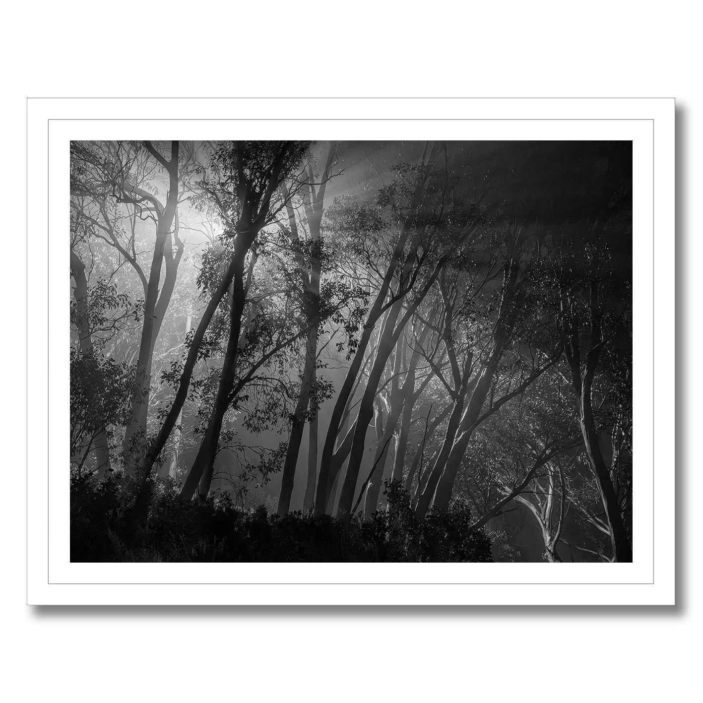 Black and white forest photograph with glowing light beams through trees