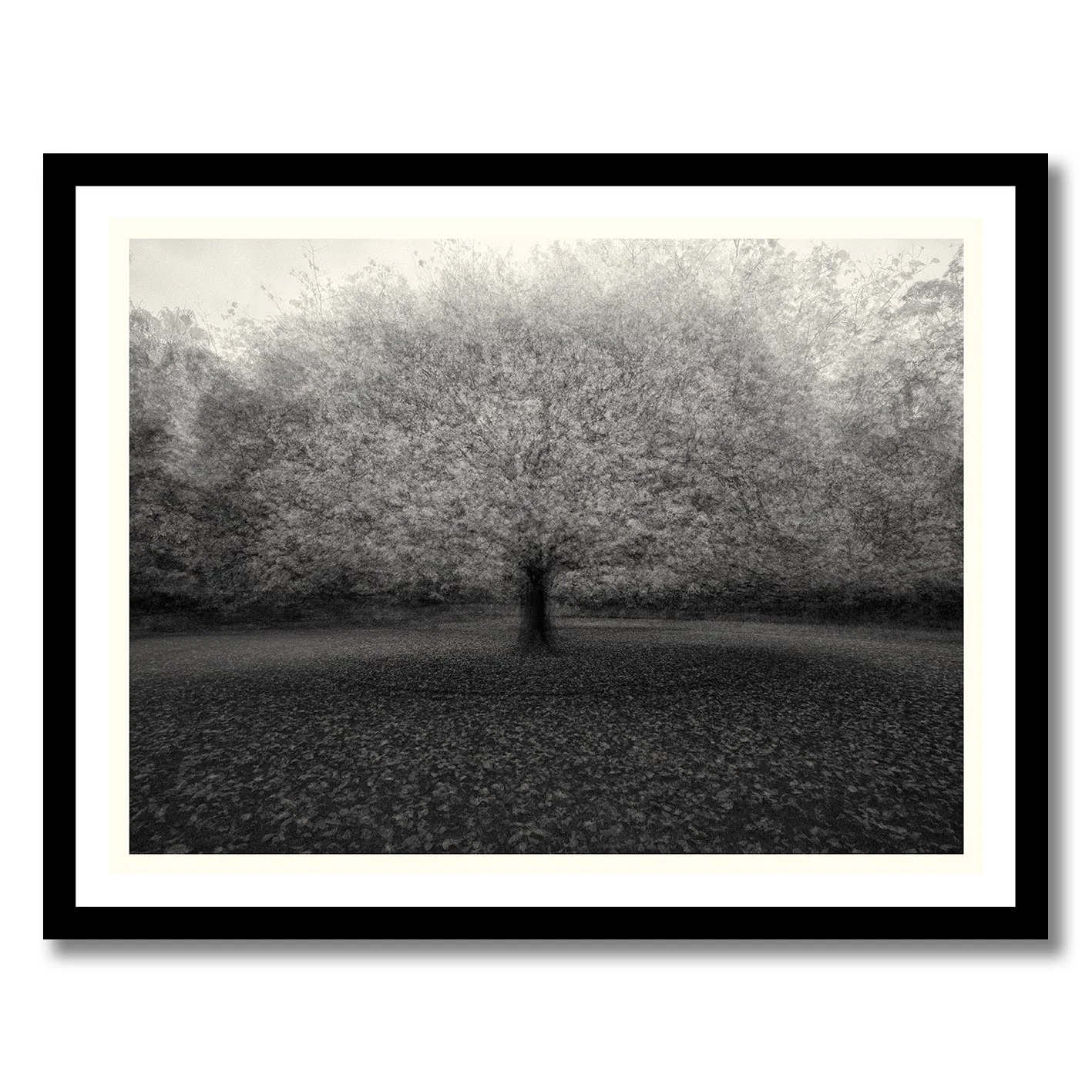 Black and white multiple exposure tree photograph with soft atmospheric motion