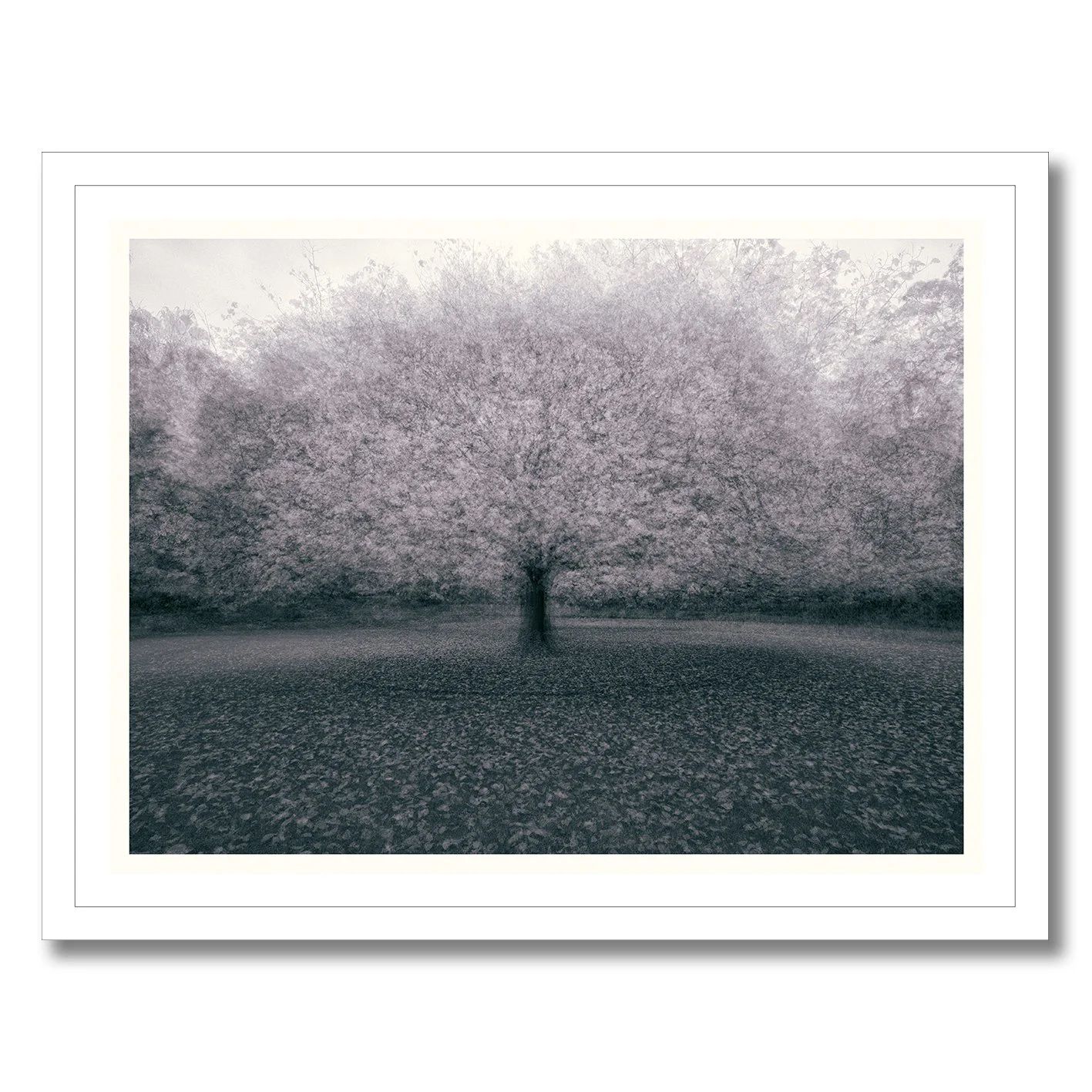Monochromatic multiple exposure tree photograph with soft atmospheric motion