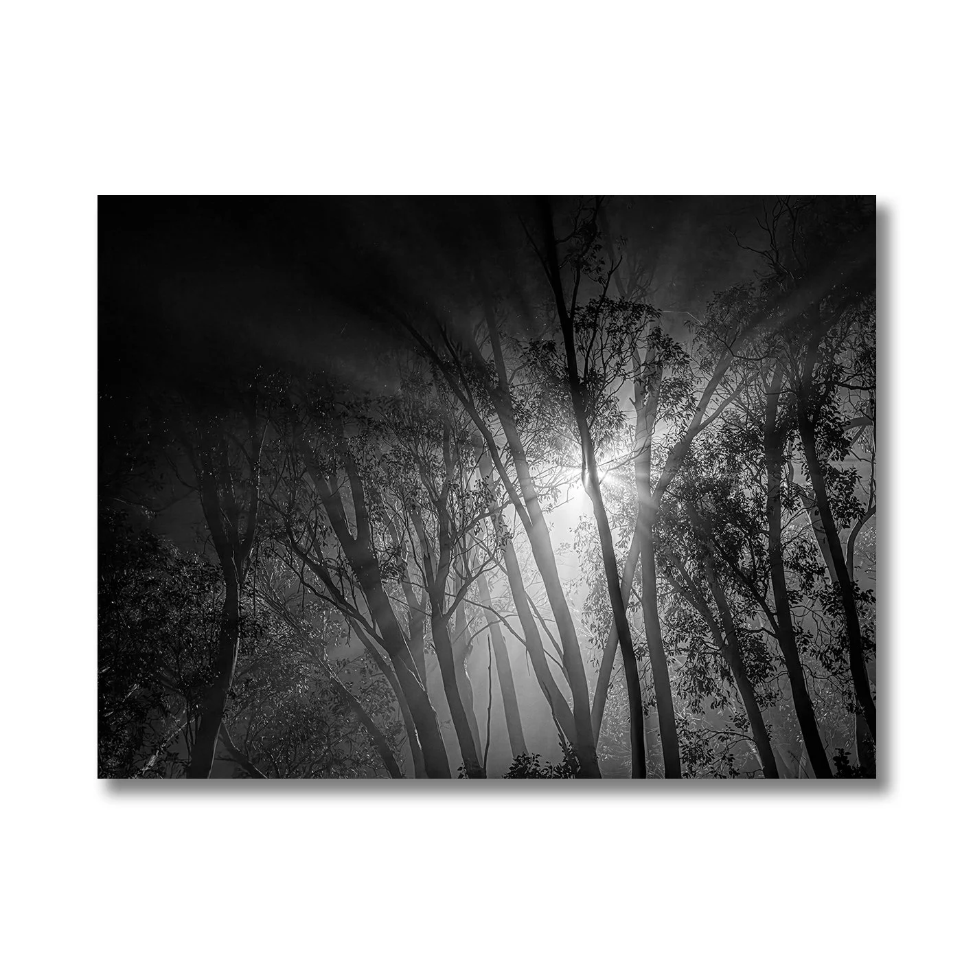Black and white forest photograph with bright light through misty trees