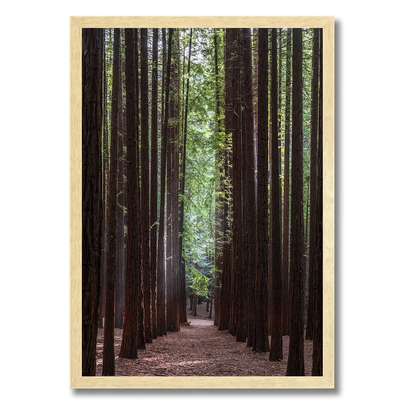 Redwood forest photograph with tall straight trees and central pathway