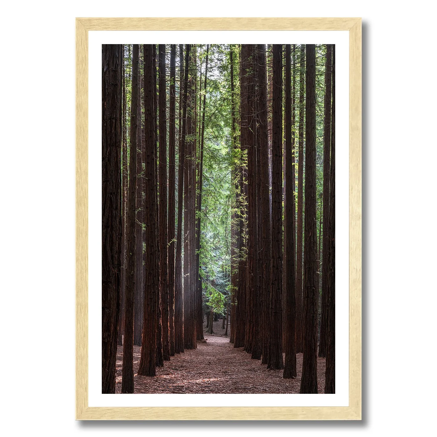 Redwood forest photograph with tall straight trees and central pathway