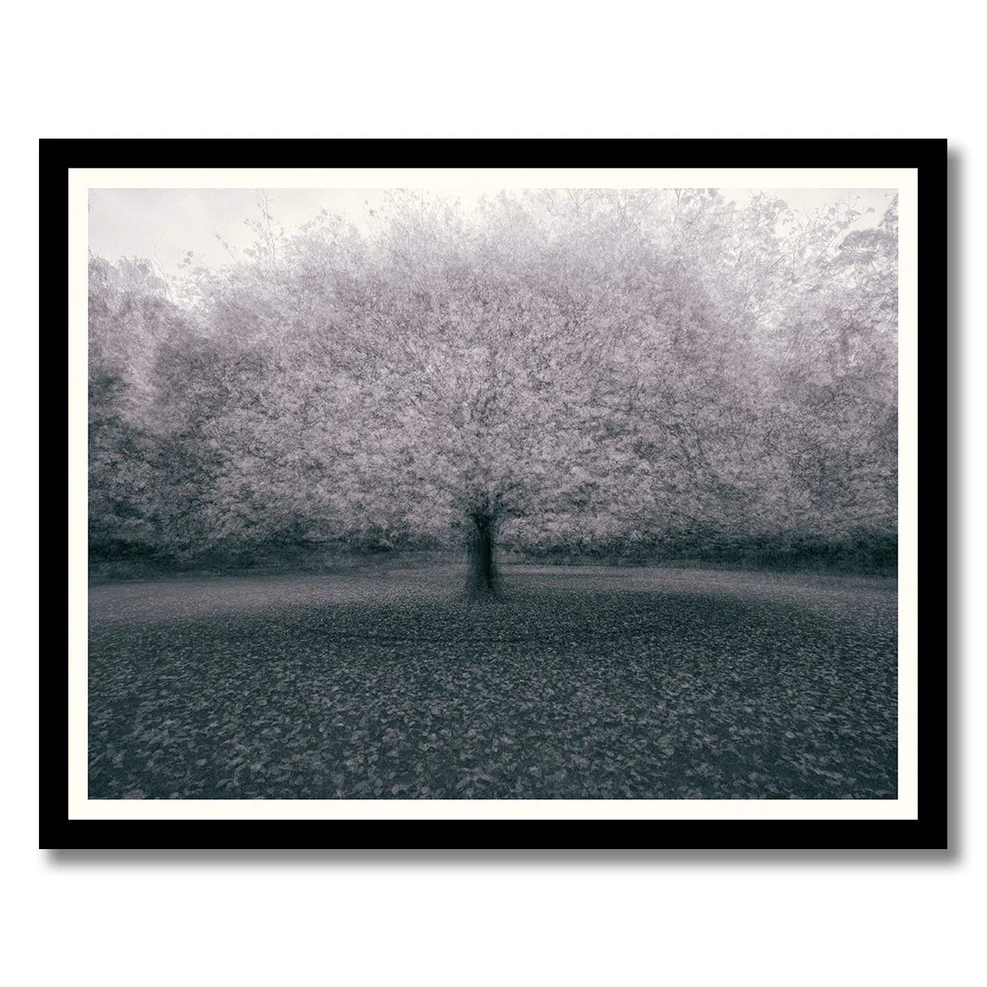 Monochromatic multiple exposure tree photograph with soft atmospheric motion