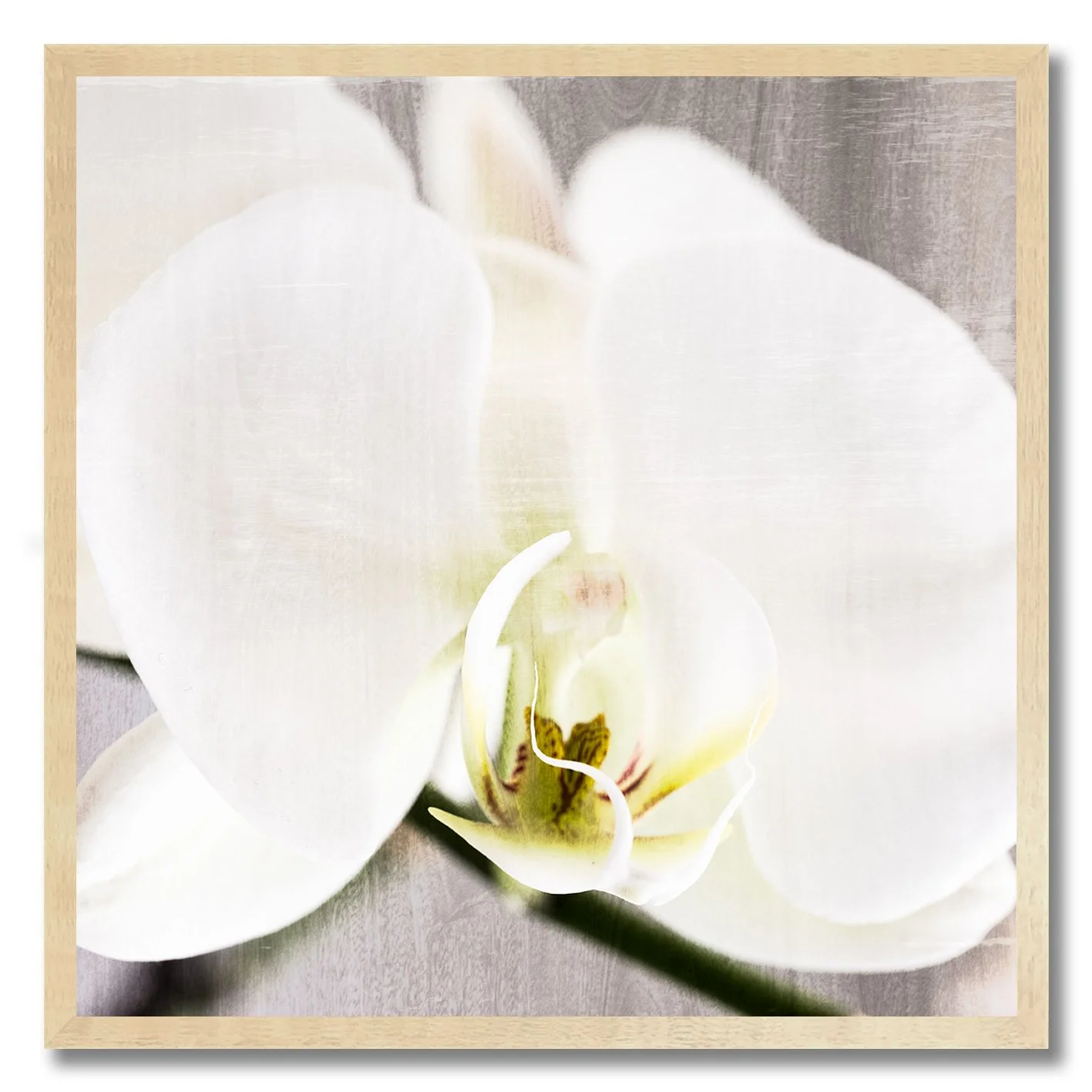fine art photograph of white orchid flower with soft textured light