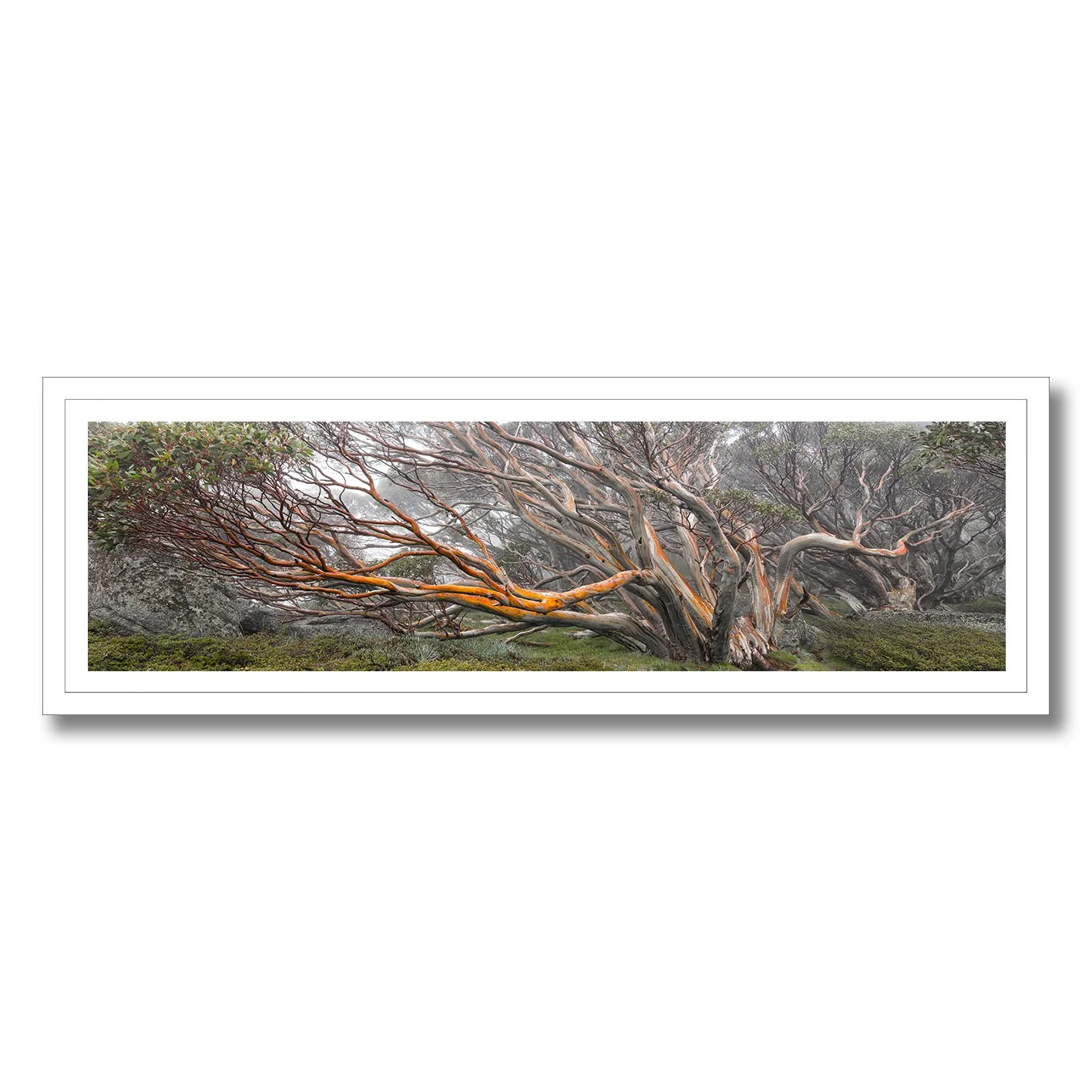 photograph of twisted snow gum tree in misty australian alps