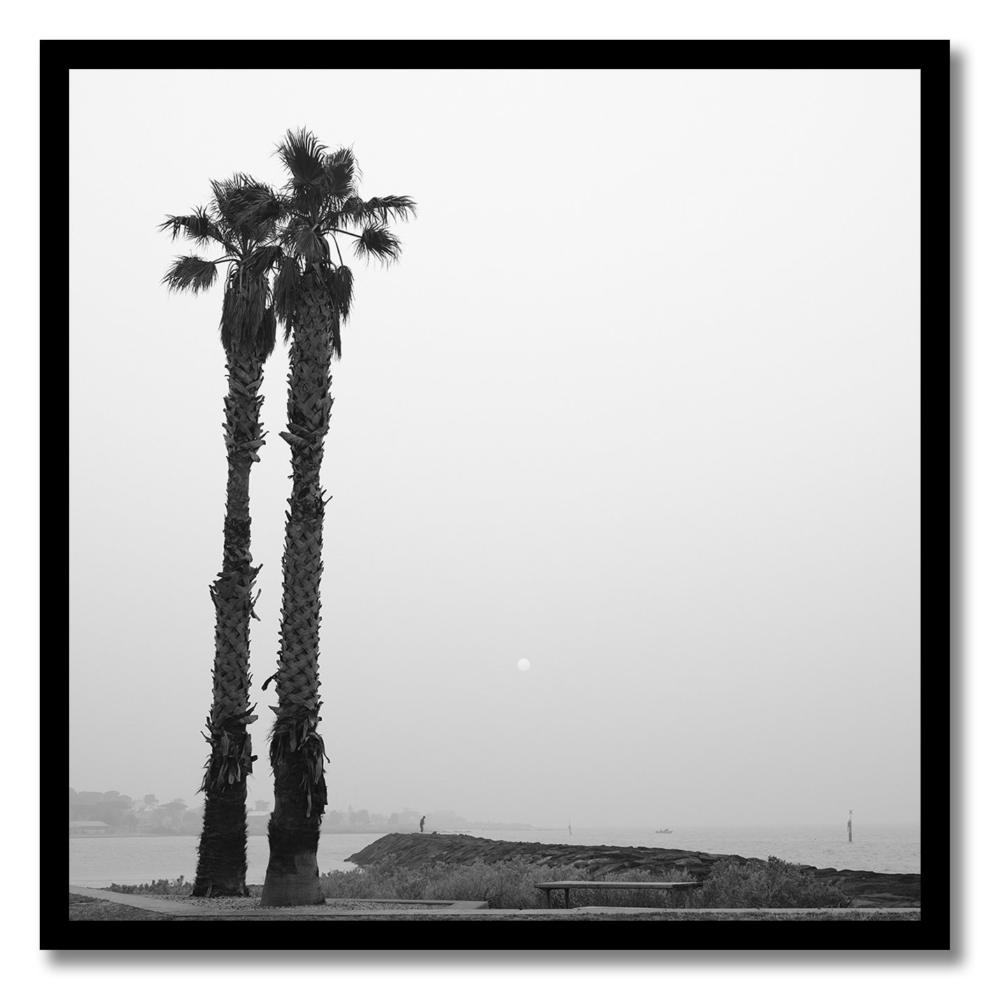 black and white photograph of two palm trees on hazy williamstown coastline