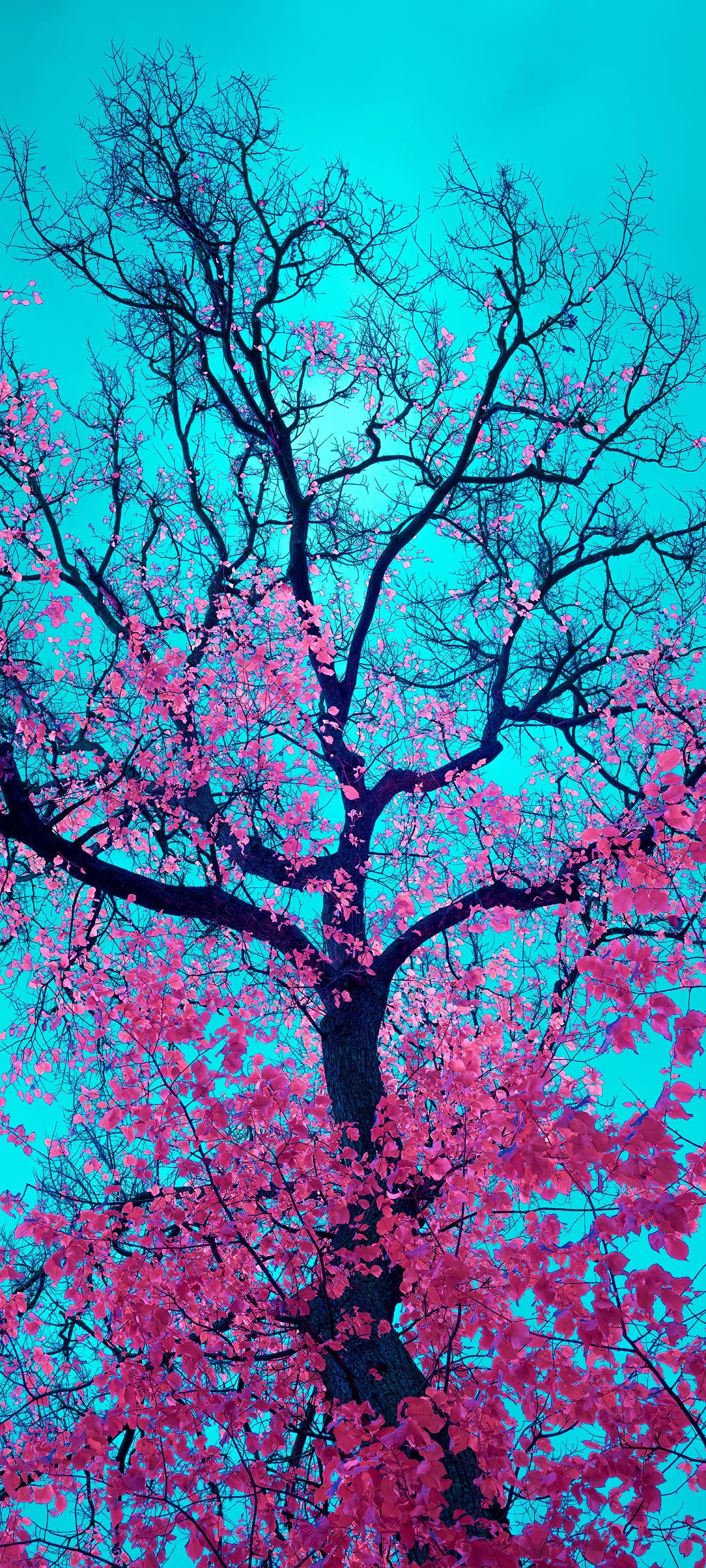 Infrared tree with pink foliage against blue sky, aerochrome style landscape photograph