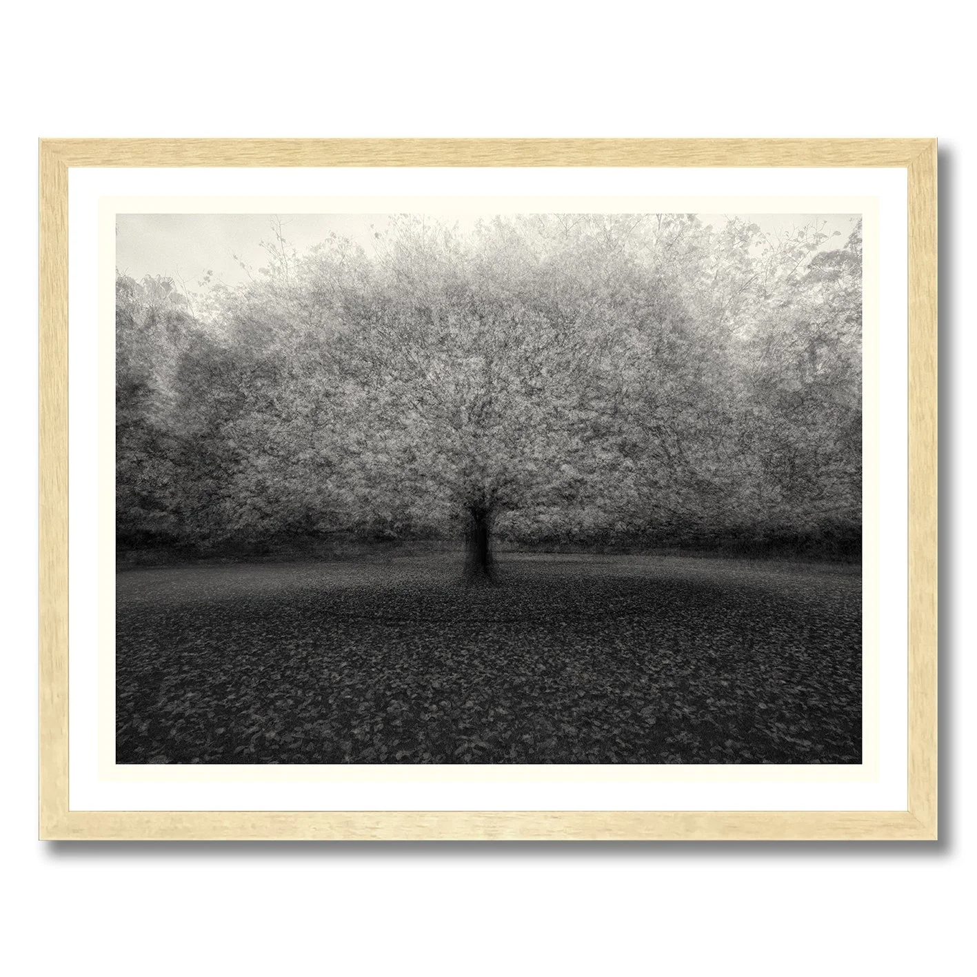 Black and white multiple exposure tree photograph with soft atmospheric motion