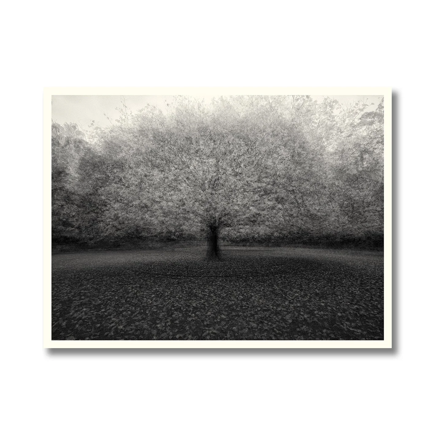 Black and white multiple exposure tree photograph with soft atmospheric motion