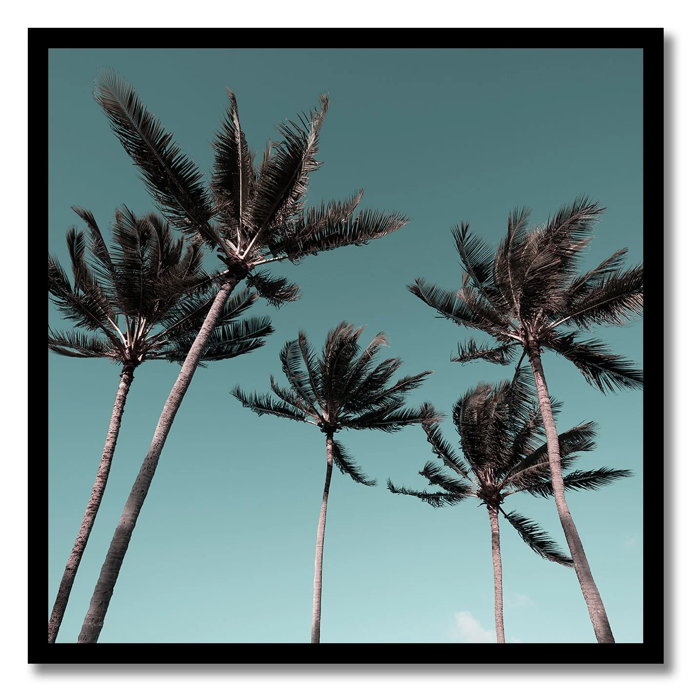 fine art photograph of tall palm trees swaying under clear turquoise sky