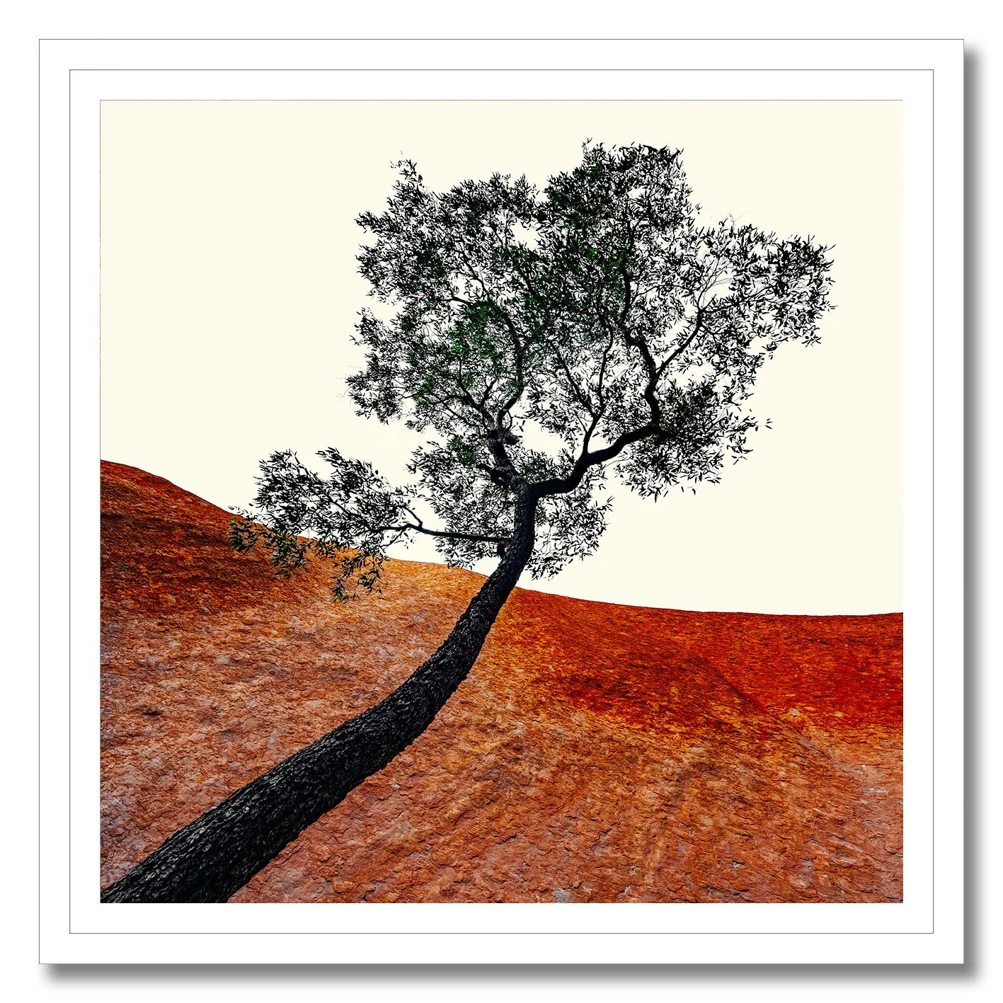 fine art photograph of a single tree growing beside uluru rock formation