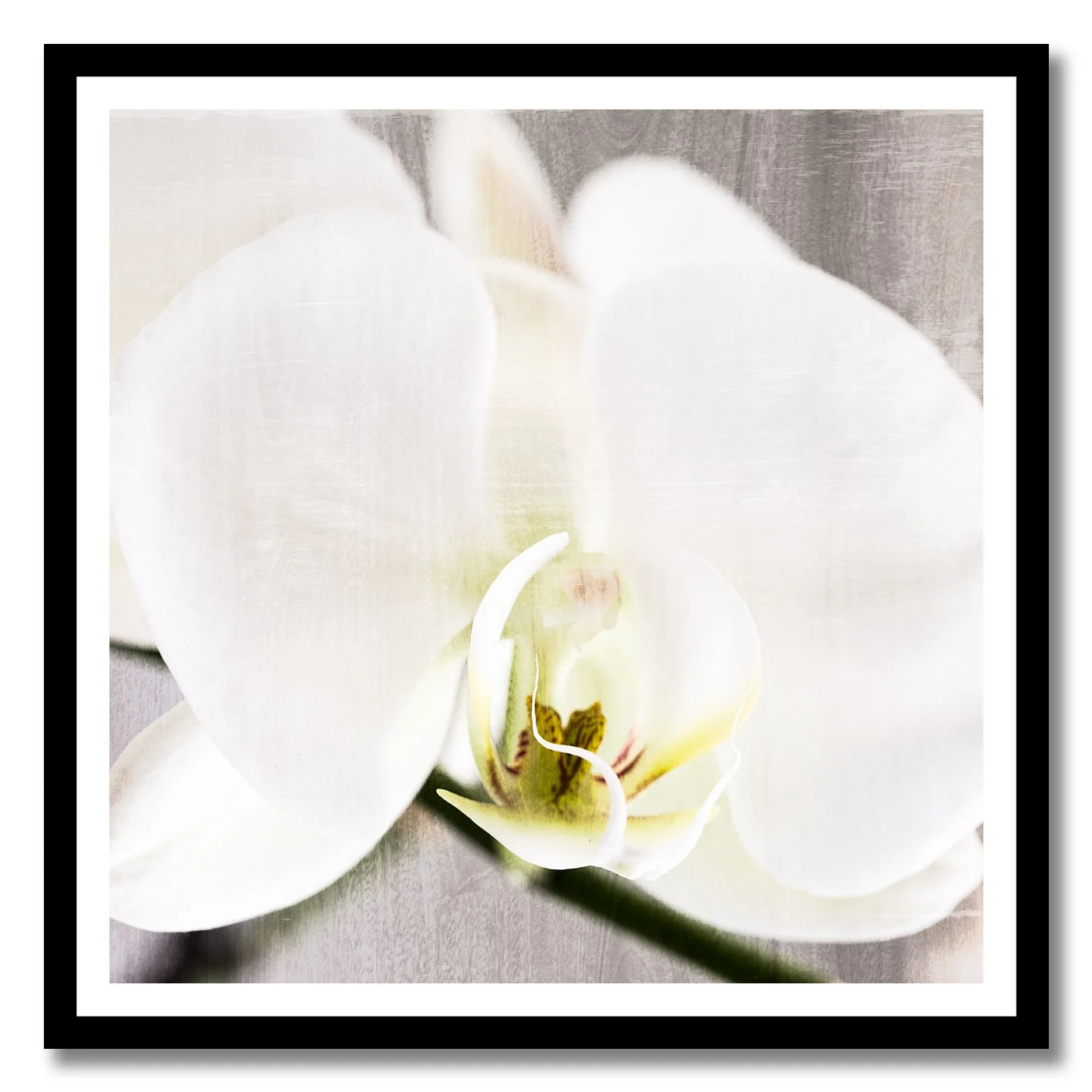 fine art photograph of white orchid flower with soft textured light