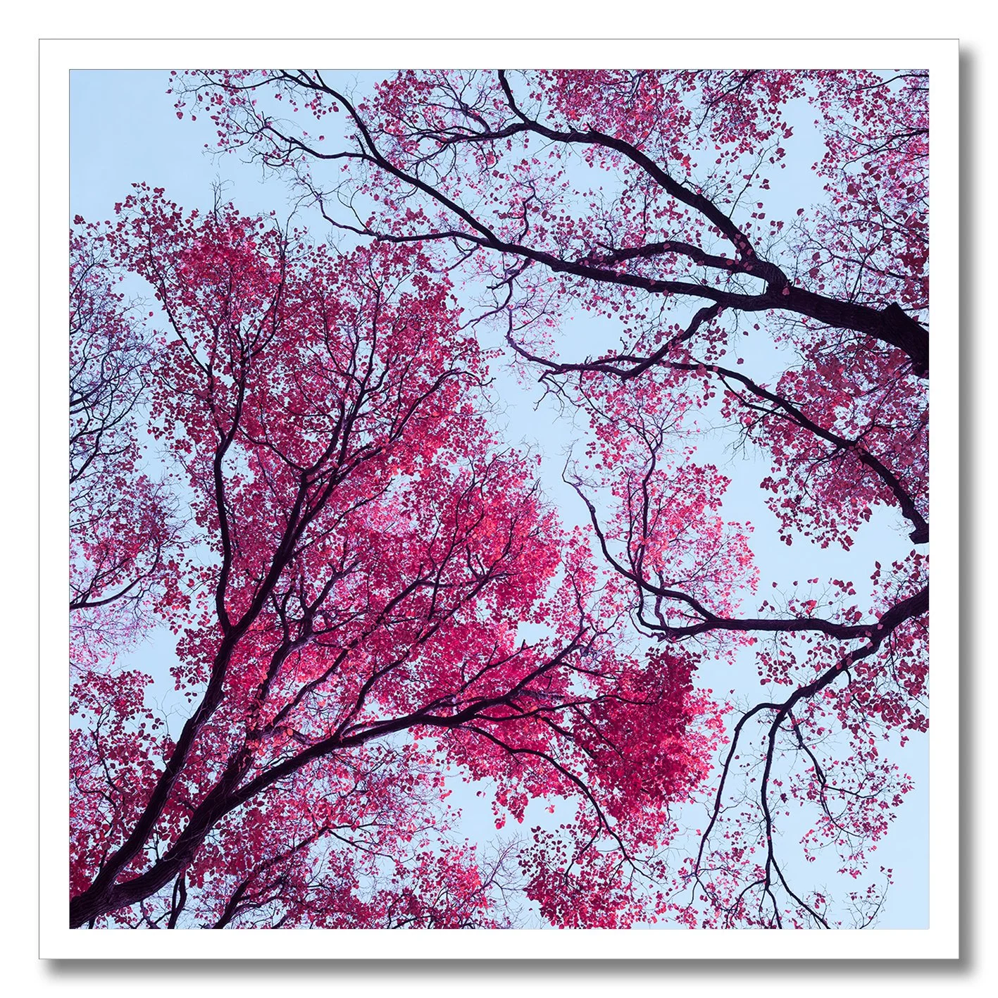 fine art photograph of pink and magenta tree canopy against pale sky