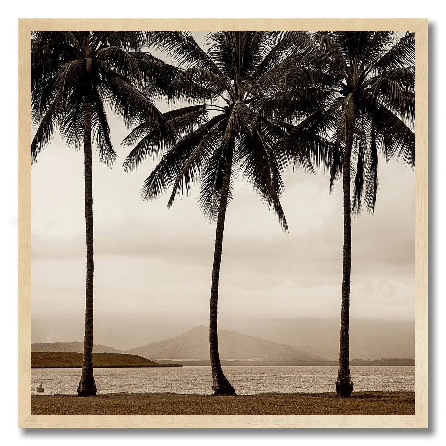Black and white photograph of palm trees beside misty Queensland water