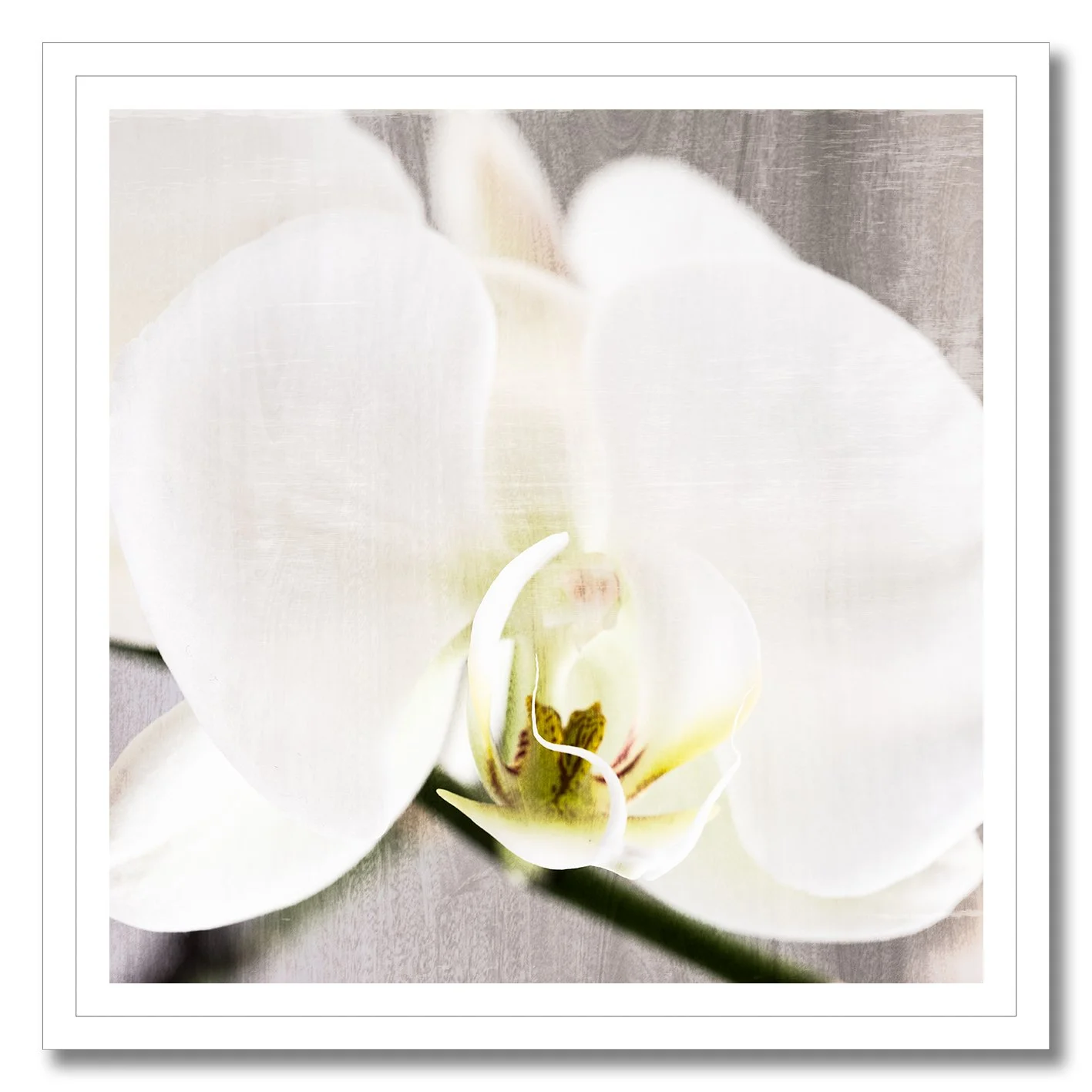 fine art photograph of white orchid flower with soft textured light