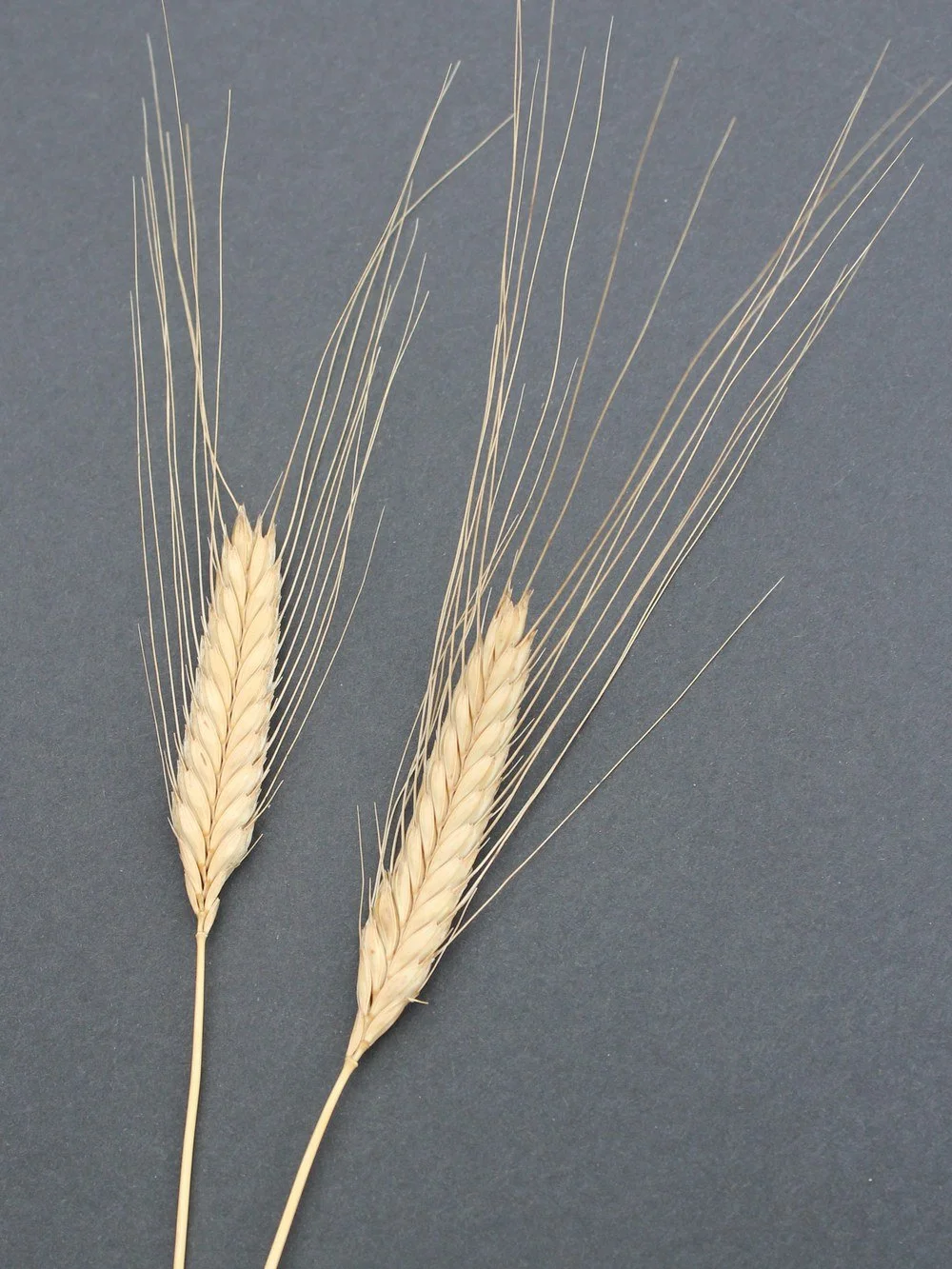 Two wheat stalks Einkorn wheat