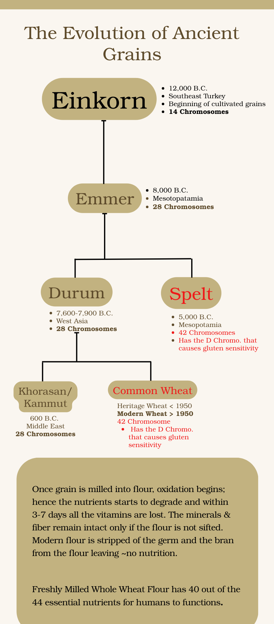 Timeline of Ancient Grains