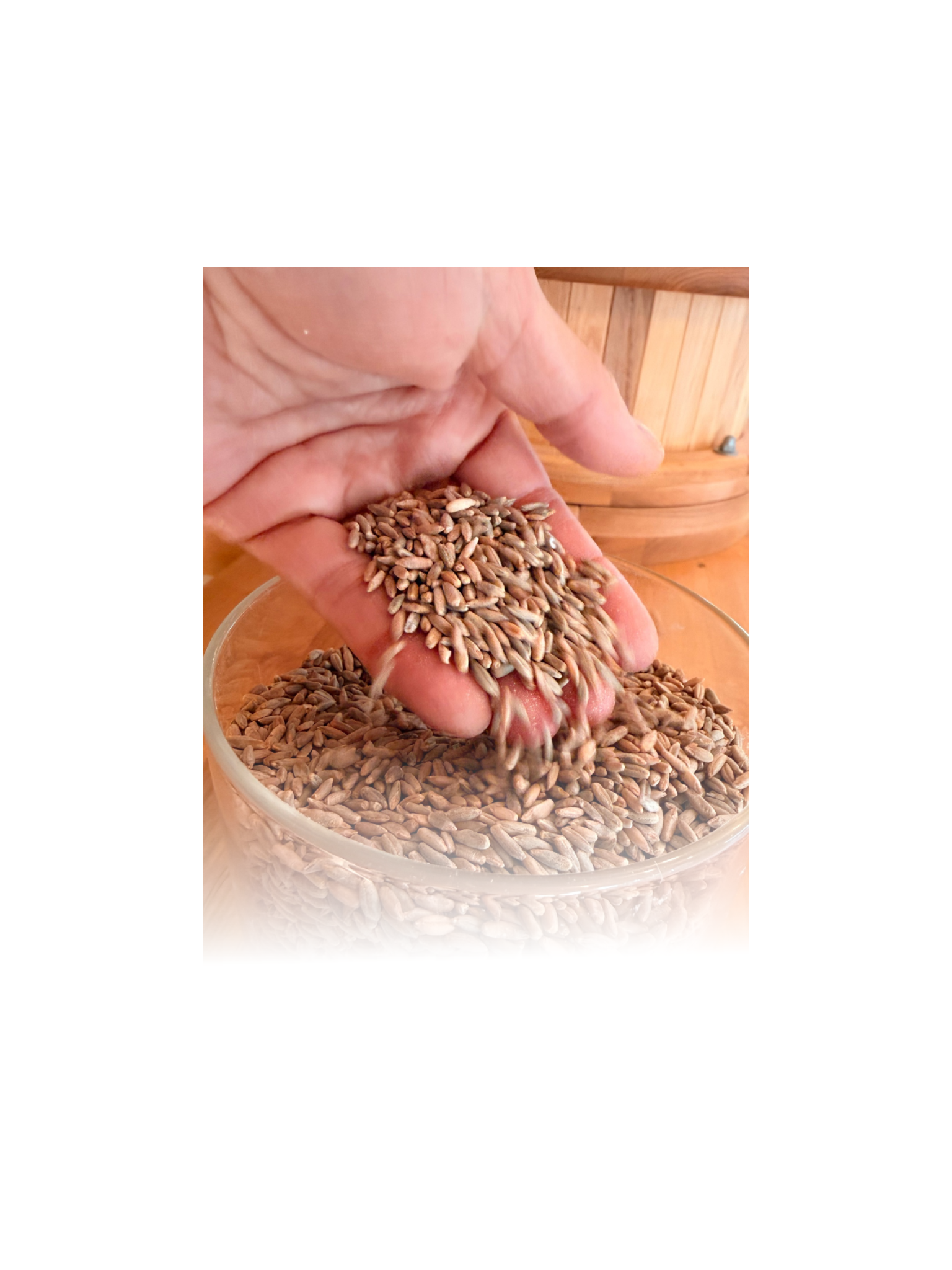 Organic Wheat Berries - Regenerative Farms