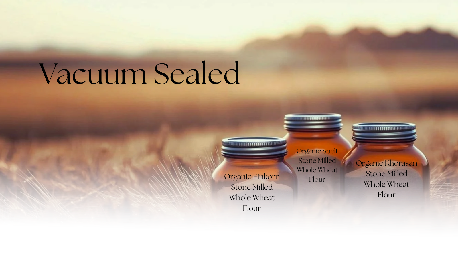 Three jars of organic whole wheat flour, labeled as Einkorn, Spelt, and Khorasan, placed on a field with a blurred sunset background.
