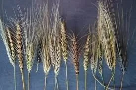 Close-up of a row of wheat stalks on a dark surface.