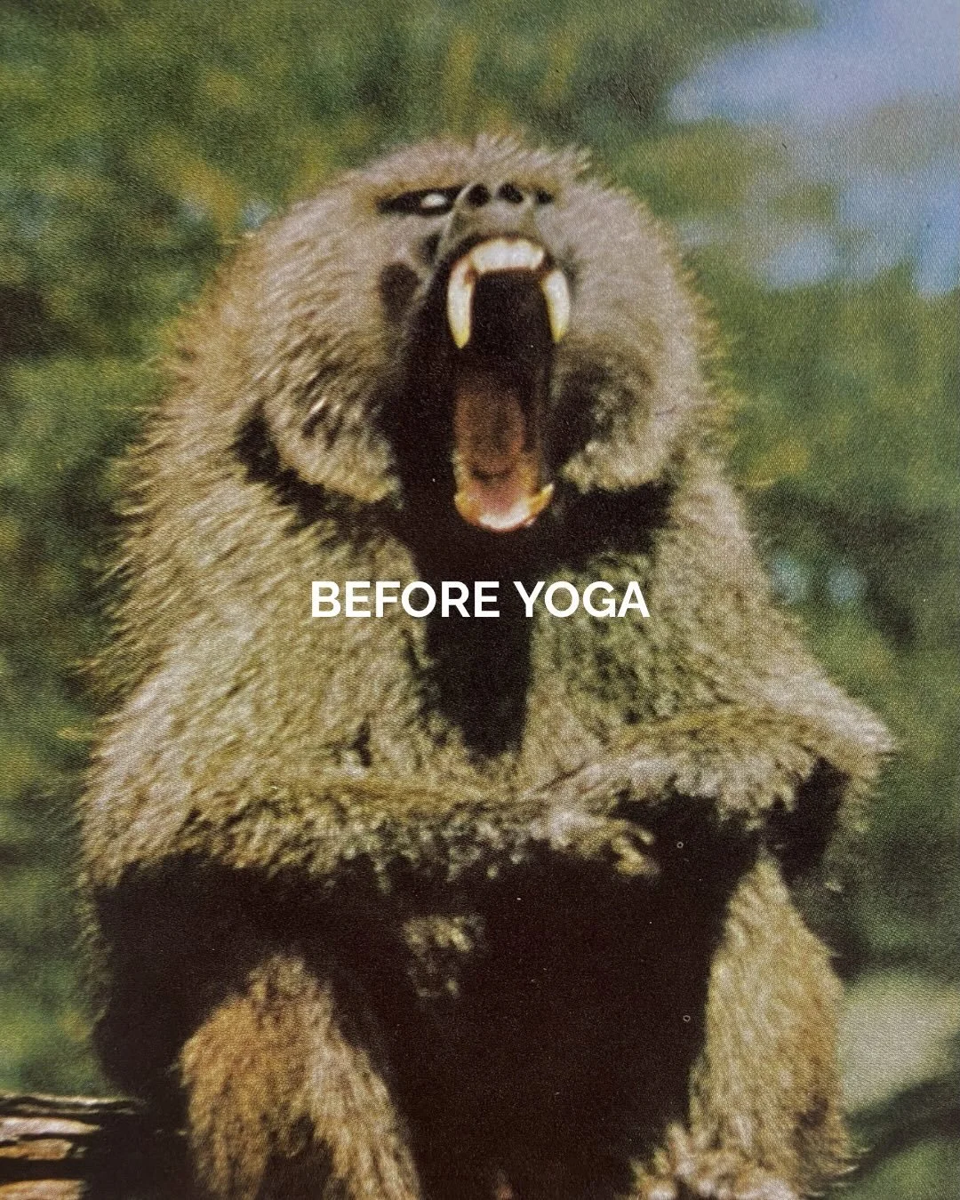 Come feel like a happy silky dolphins with a friend.
6pm Bikram with Sanela tonight